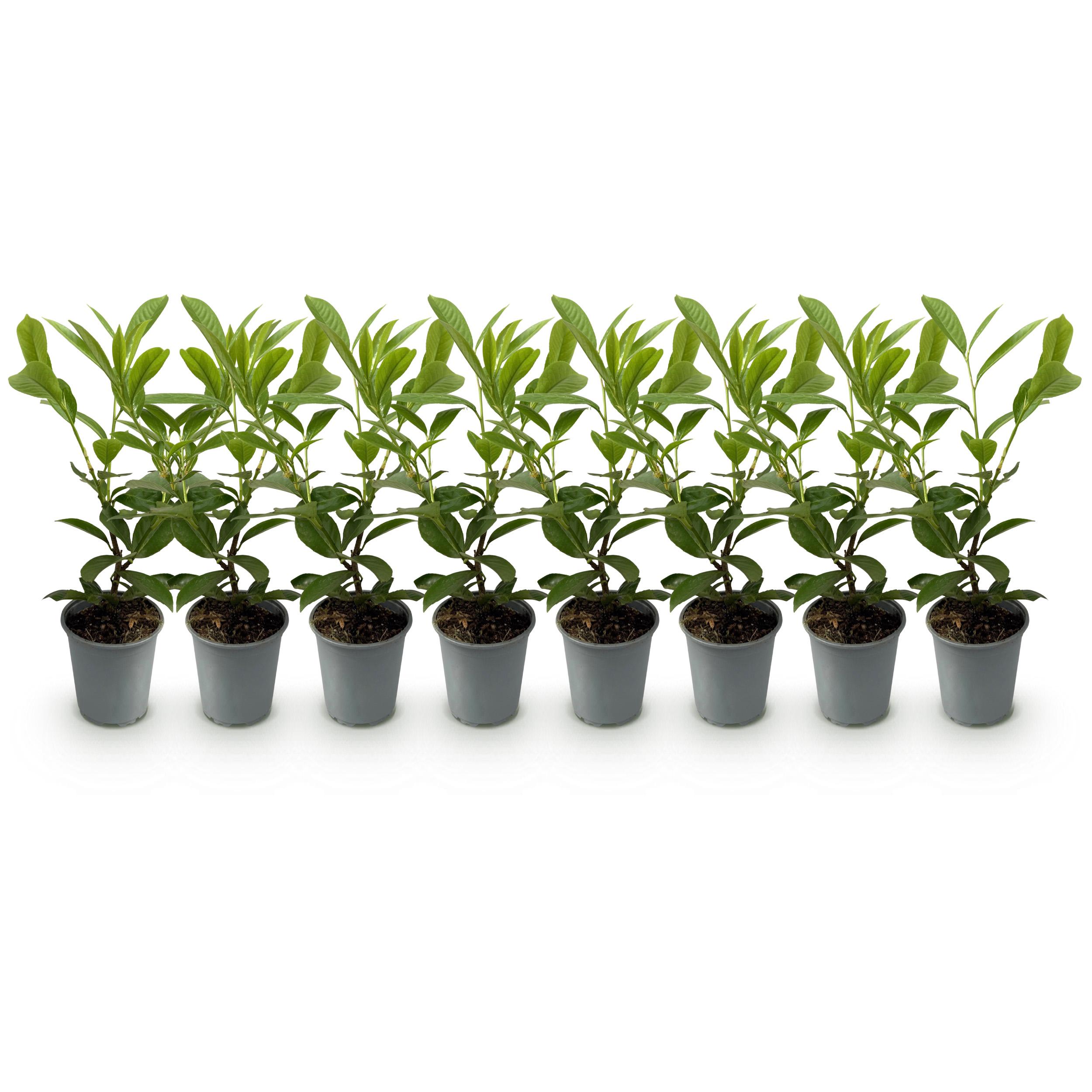 Green boutiQ en pot. Plante verte type Green boutiQ, livrée en pot, idéale pour intérieur lumineux. – Image 2