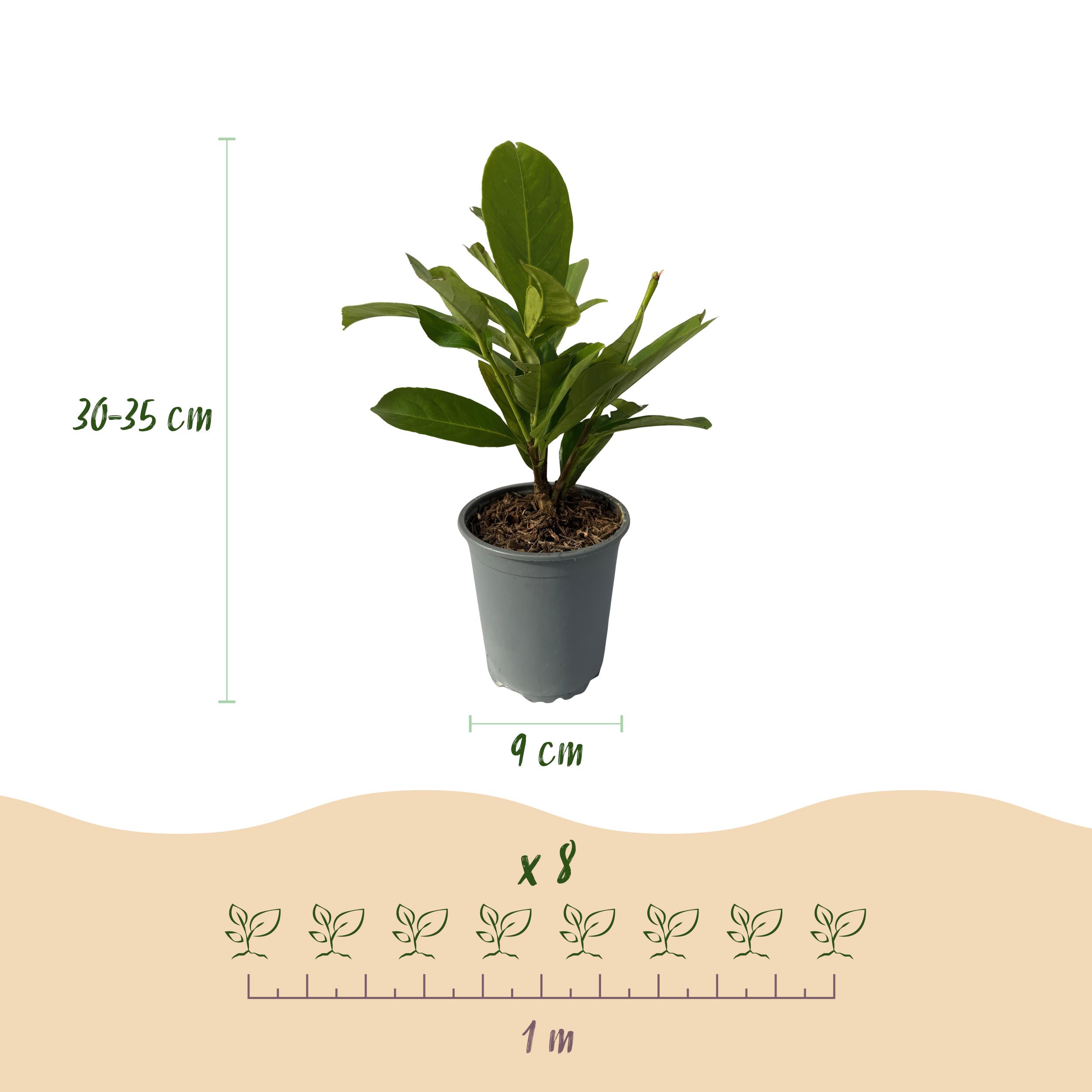 Green boutiQ en pot. Plante verte type Green boutiQ, livrée en pot, idéale pour intérieur lumineux. – Image 3