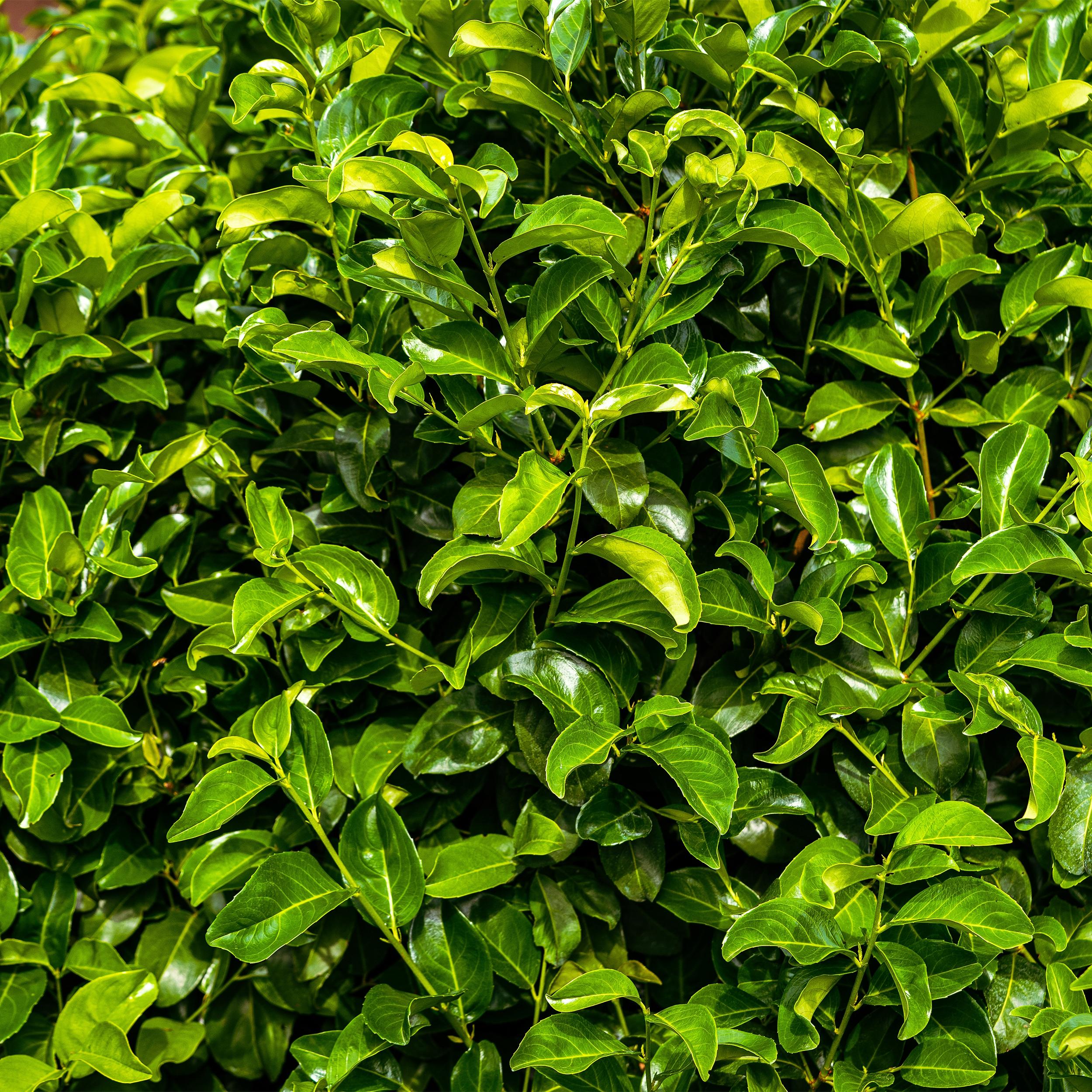 Green boutiQ en pot. Plante verte type Green boutiQ, livrée en pot, idéale pour intérieur lumineux. – Image 4