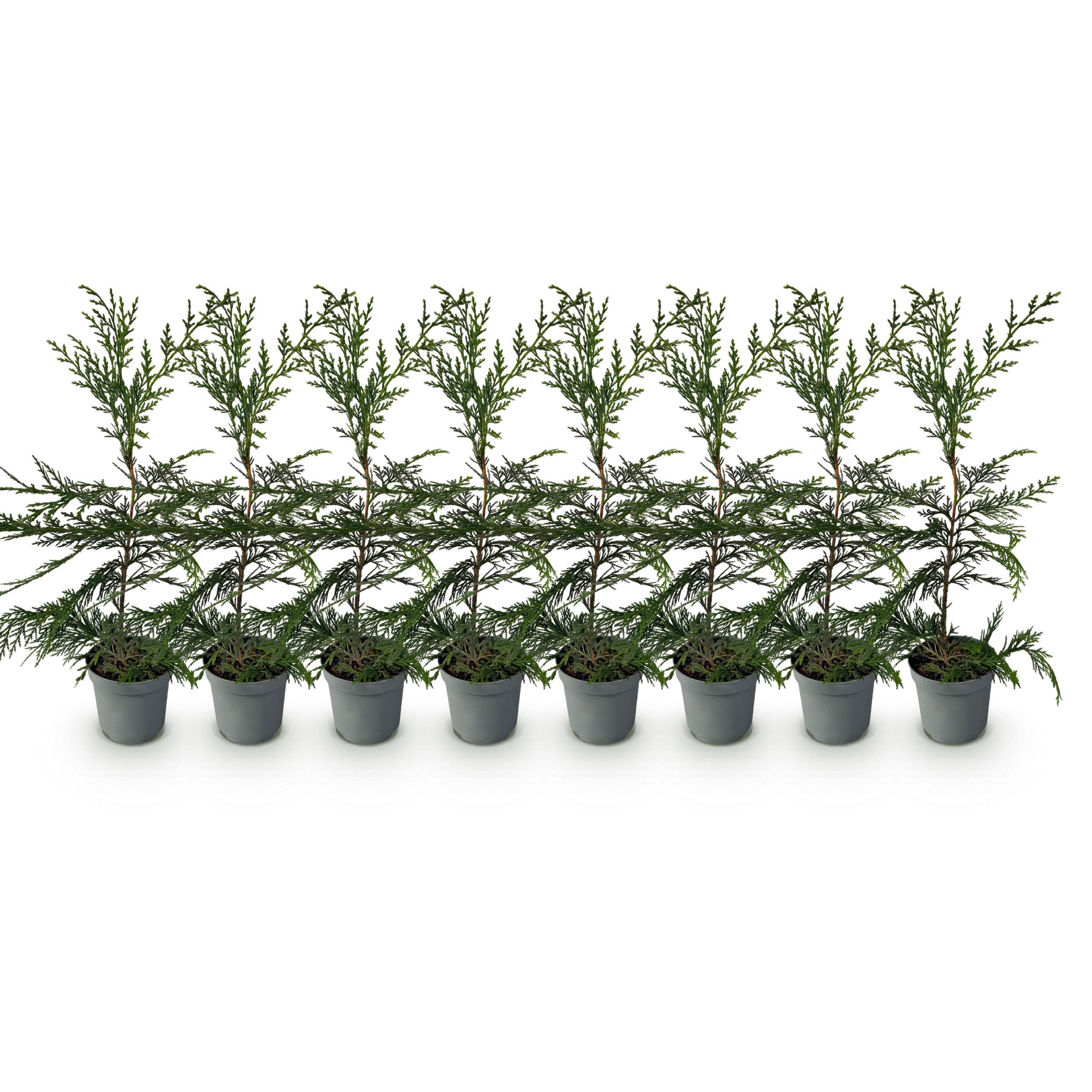 Green boutiQ en pot. Plante verte type Green boutiQ, livrée en pot, idéale pour intérieur lumineux. – Image 2