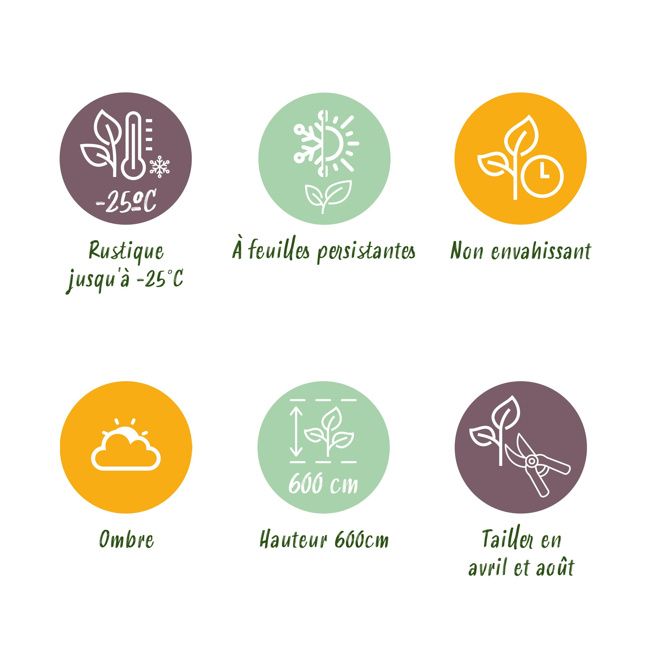 Green boutiQ en pot. Plante verte type Green boutiQ, livrée en pot, idéale pour intérieur lumineux. – Image 8