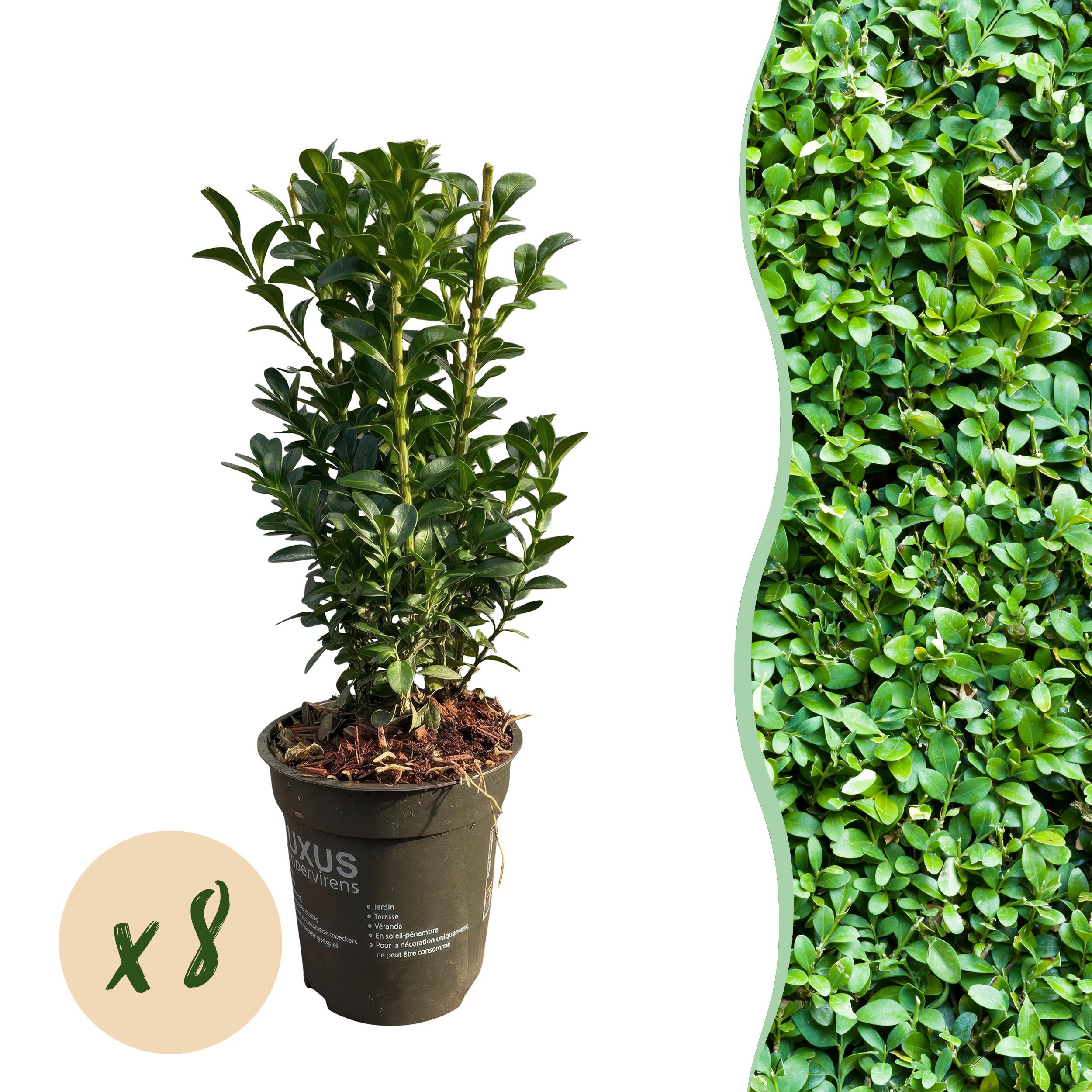 Green boutiQ en pot. Plante verte type Green boutiQ, livrée en pot, idéale pour intérieur lumineux.