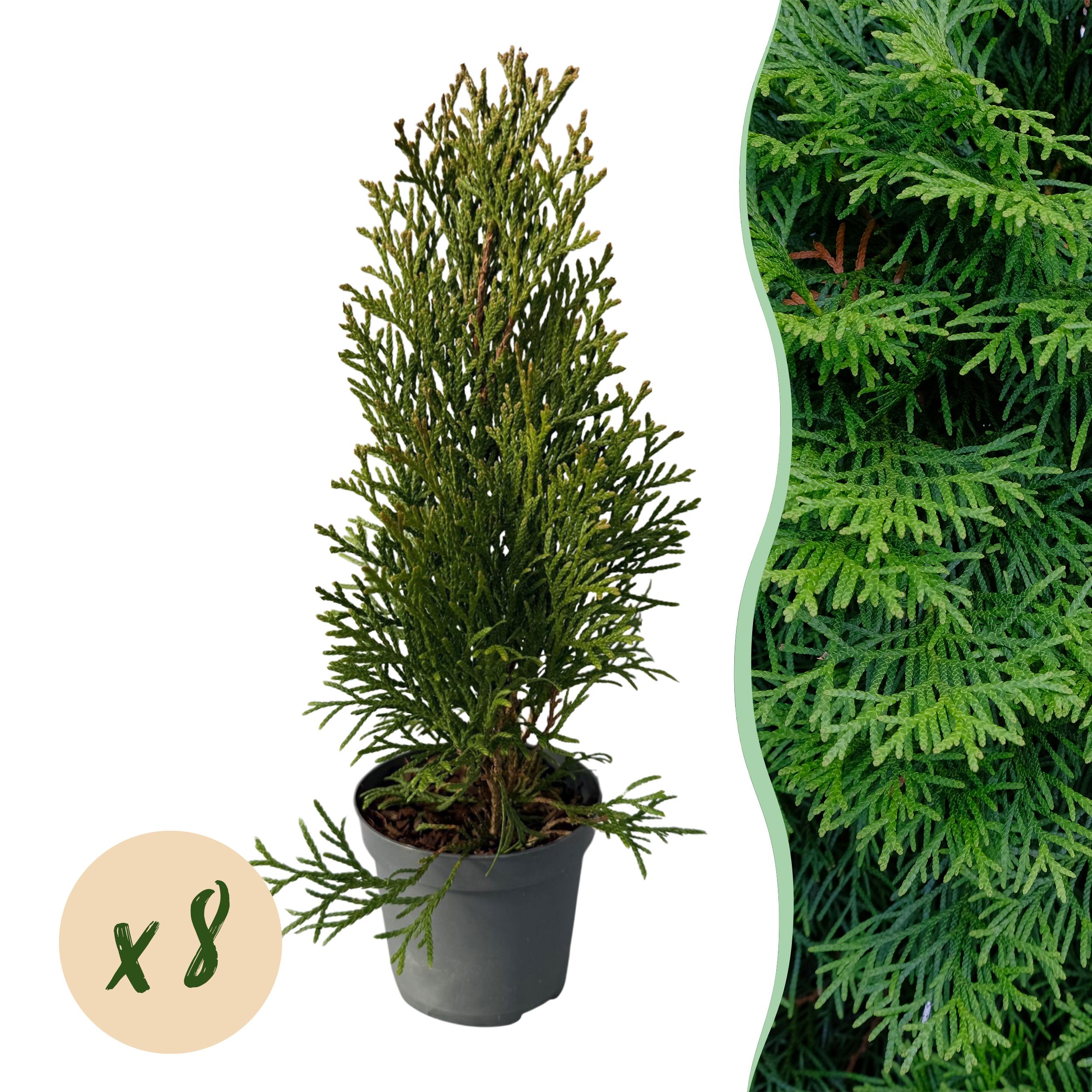 Green boutiQ en pot. Plante verte type Green boutiQ, livrée en pot, idéale pour intérieur lumineux.