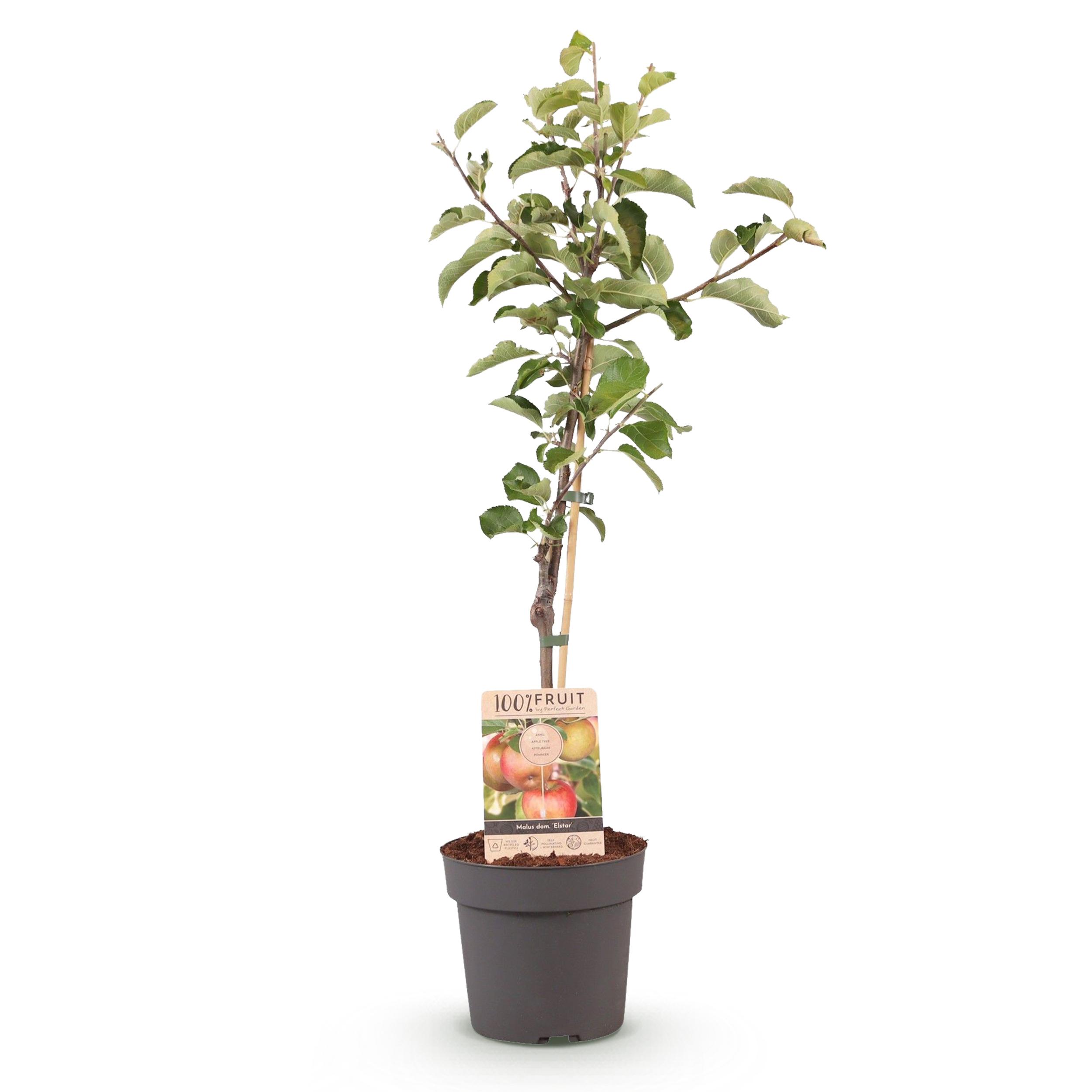 Green boutiQ en pot. Plante verte type Green boutiQ, livrée en pot, idéale pour intérieur lumineux. – Image 2