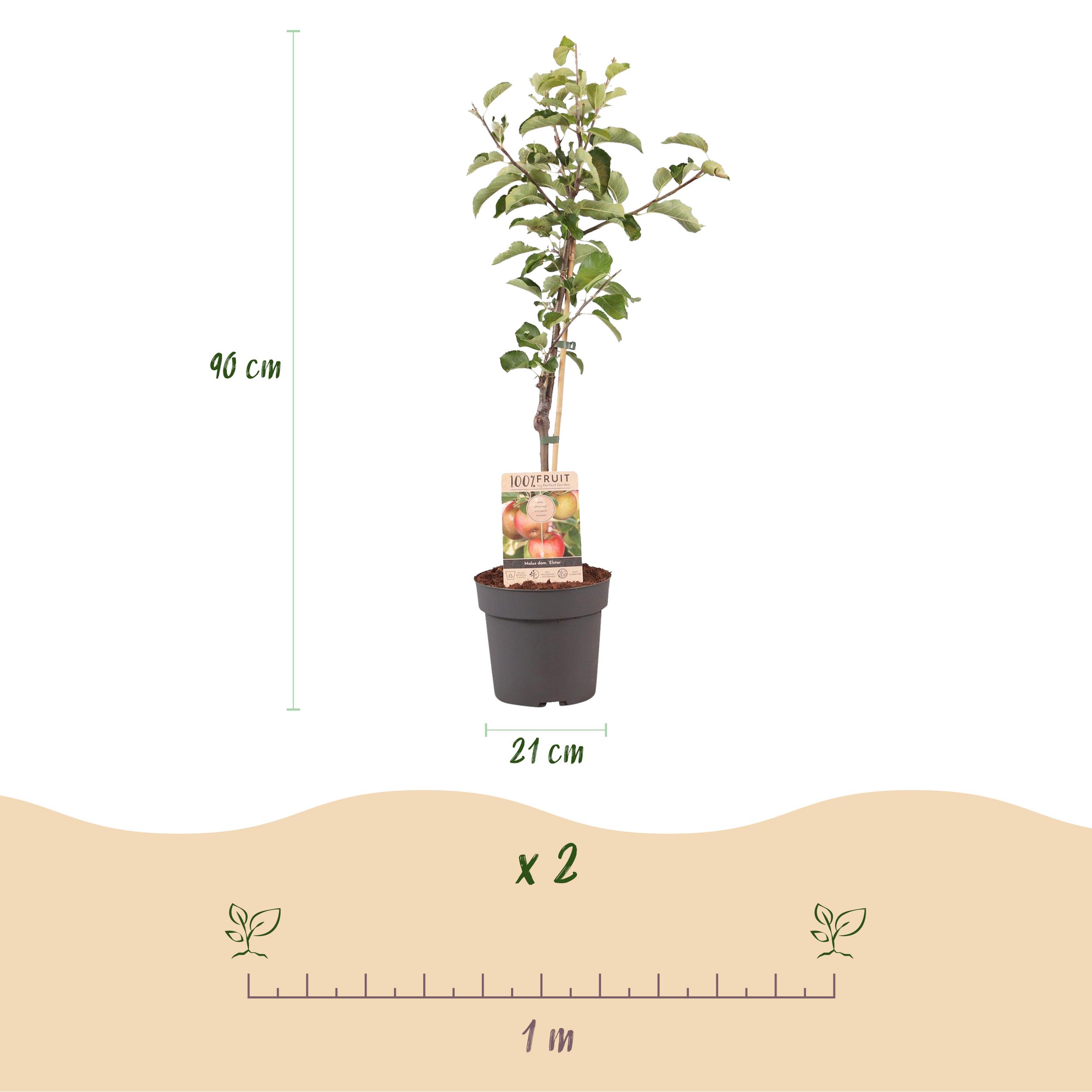 Green boutiQ en pot. Plante verte type Green boutiQ, livrée en pot, idéale pour intérieur lumineux. – Image 3