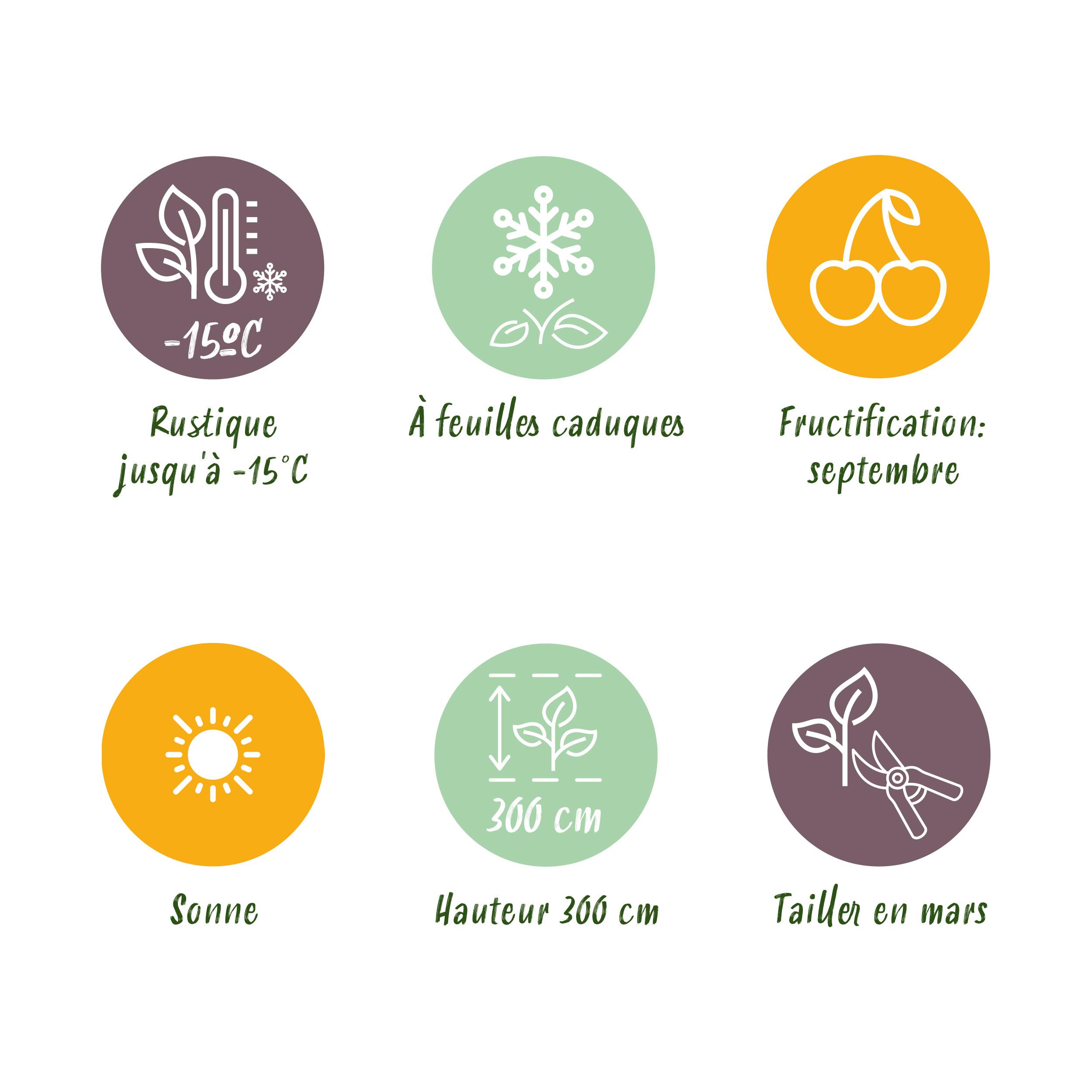 Green boutiQ en pot. Plante verte type Green boutiQ, livrée en pot, idéale pour intérieur lumineux. – Image 8