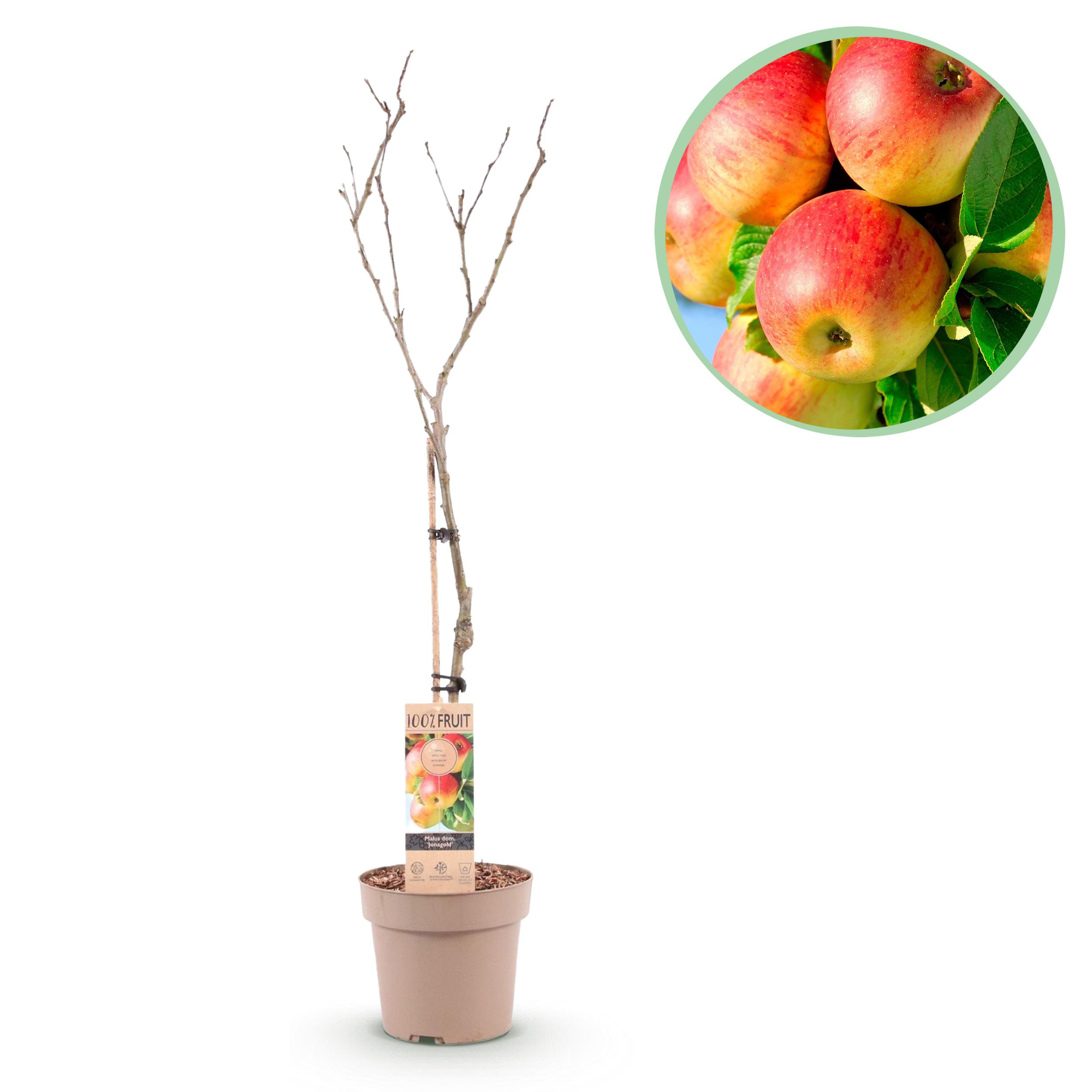 Green boutiQ en pot. Plante verte type Green boutiQ, livrée en pot, idéale pour intérieur lumineux.