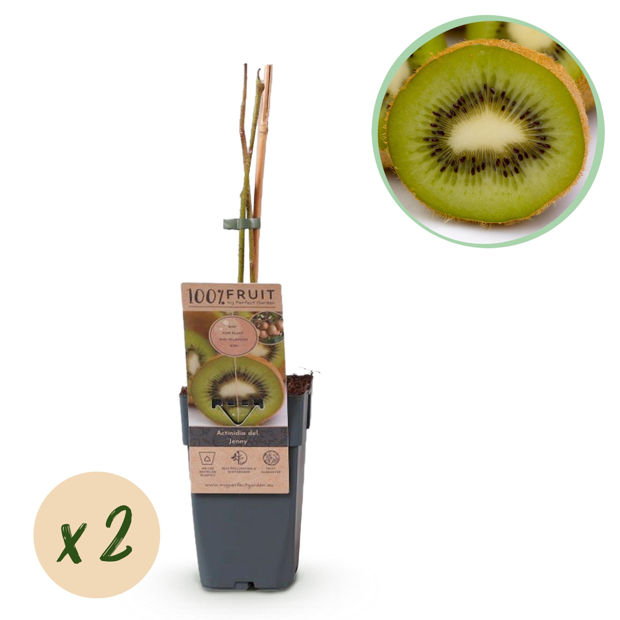 Green boutiQ en pot. Plante verte type Green boutiQ, livrée en pot, idéale pour intérieur lumineux.