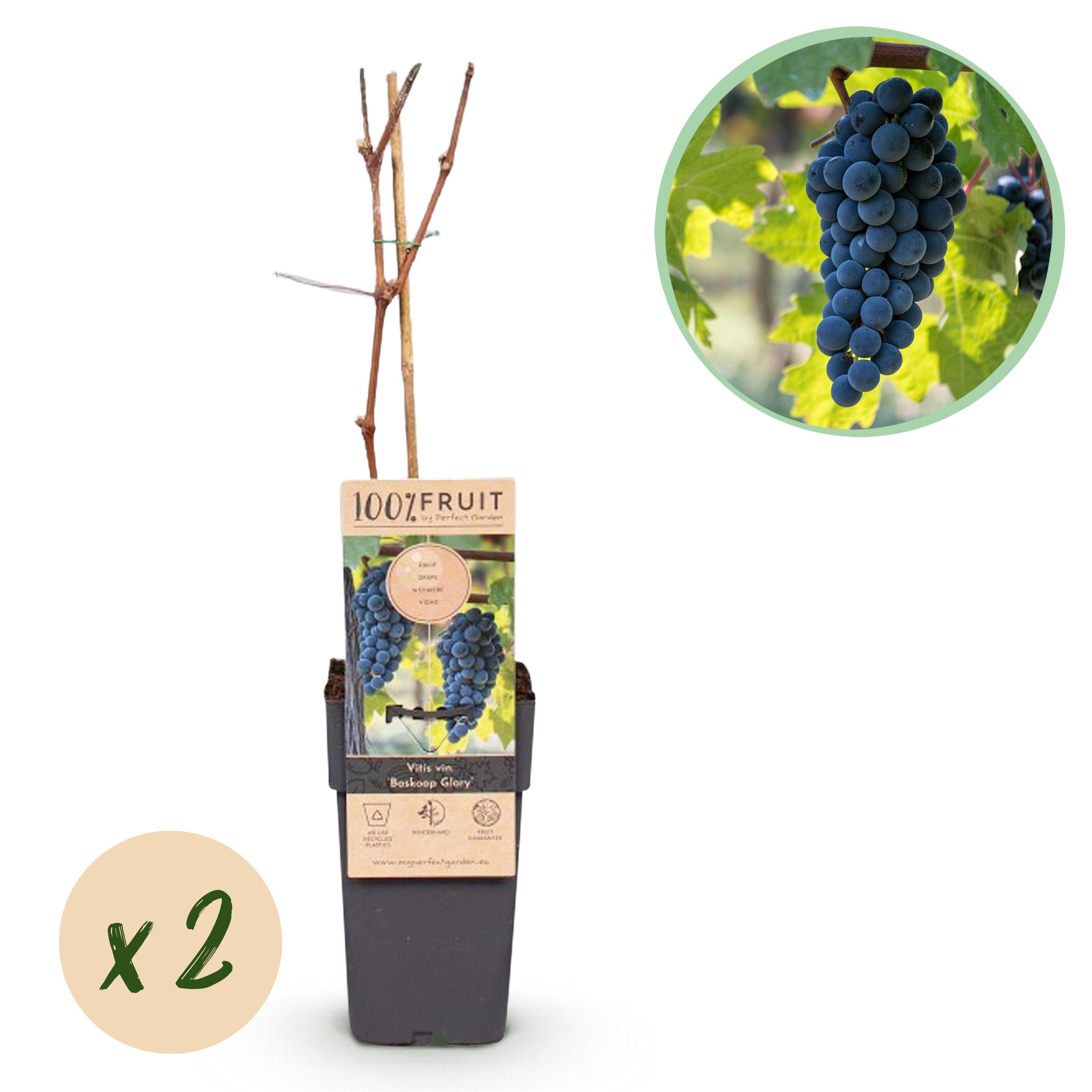 Green boutiQ en pot. Plante verte type Green boutiQ, livrée en pot, idéale pour intérieur lumineux.