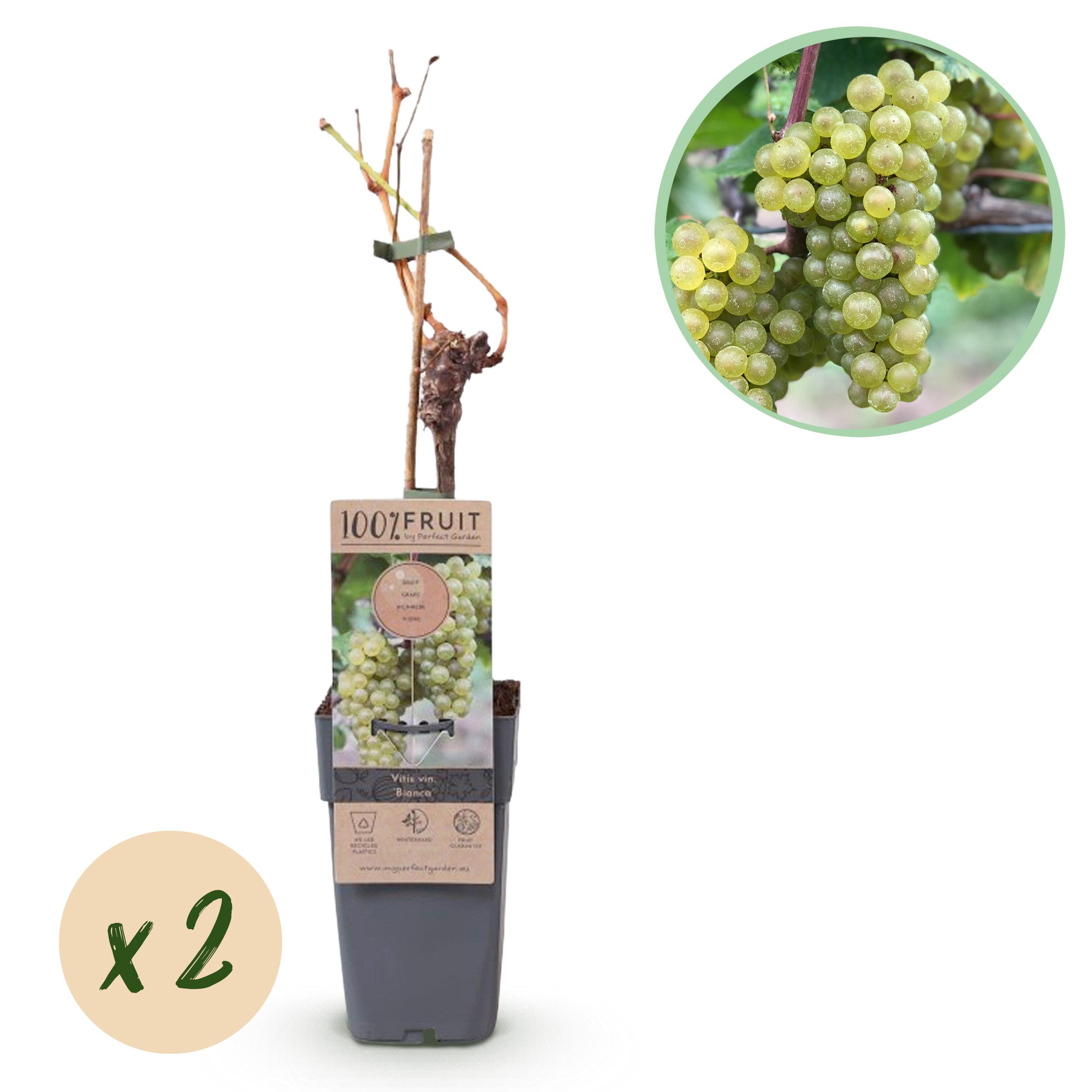 Green boutiQ en pot. Plante verte type Green boutiQ, livrée en pot, idéale pour intérieur lumineux.