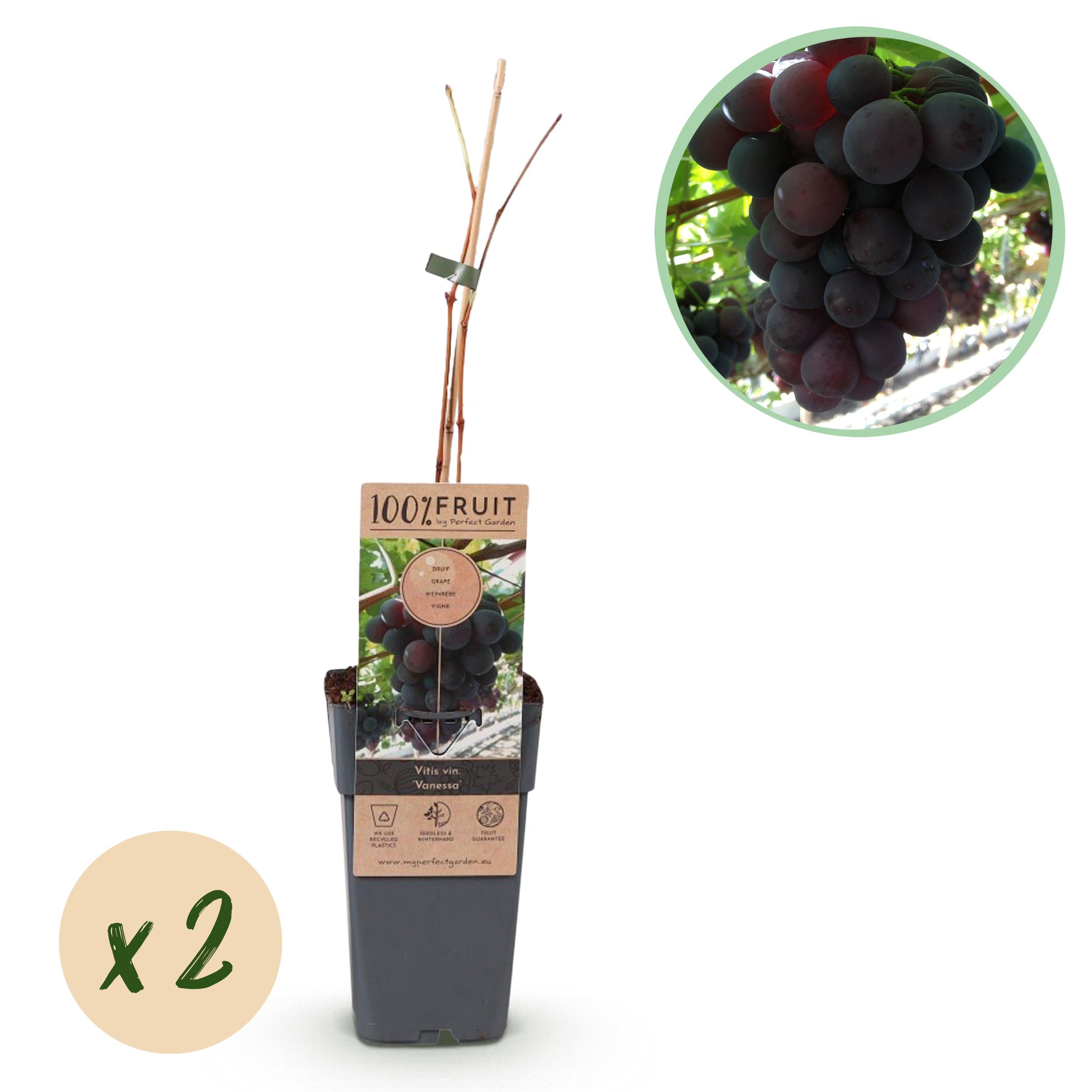 Green boutiQ en pot. Plante verte type Green boutiQ, livrée en pot, idéale pour intérieur lumineux.