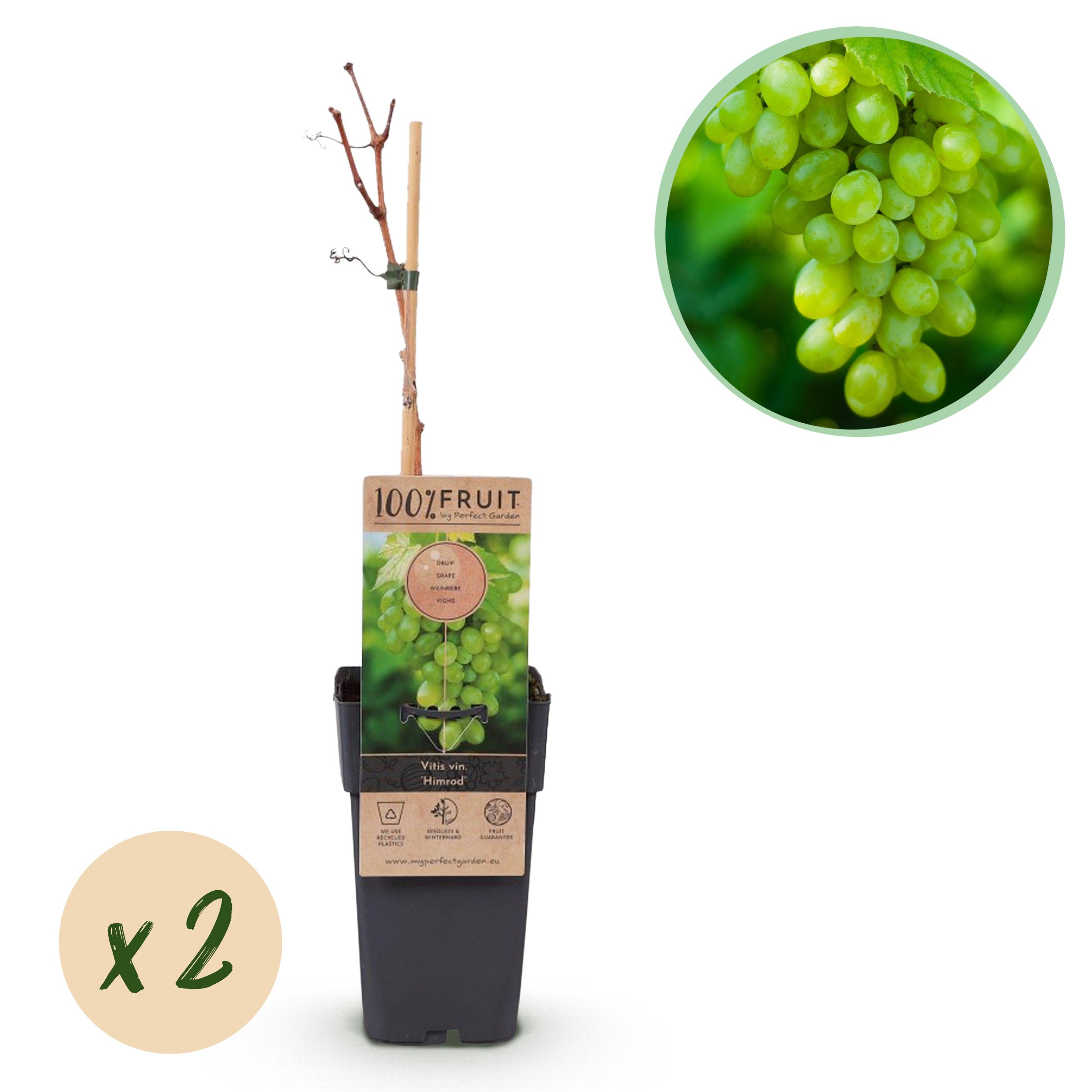 Green boutiQ en pot. Plante verte type Green boutiQ, livrée en pot, idéale pour intérieur lumineux.