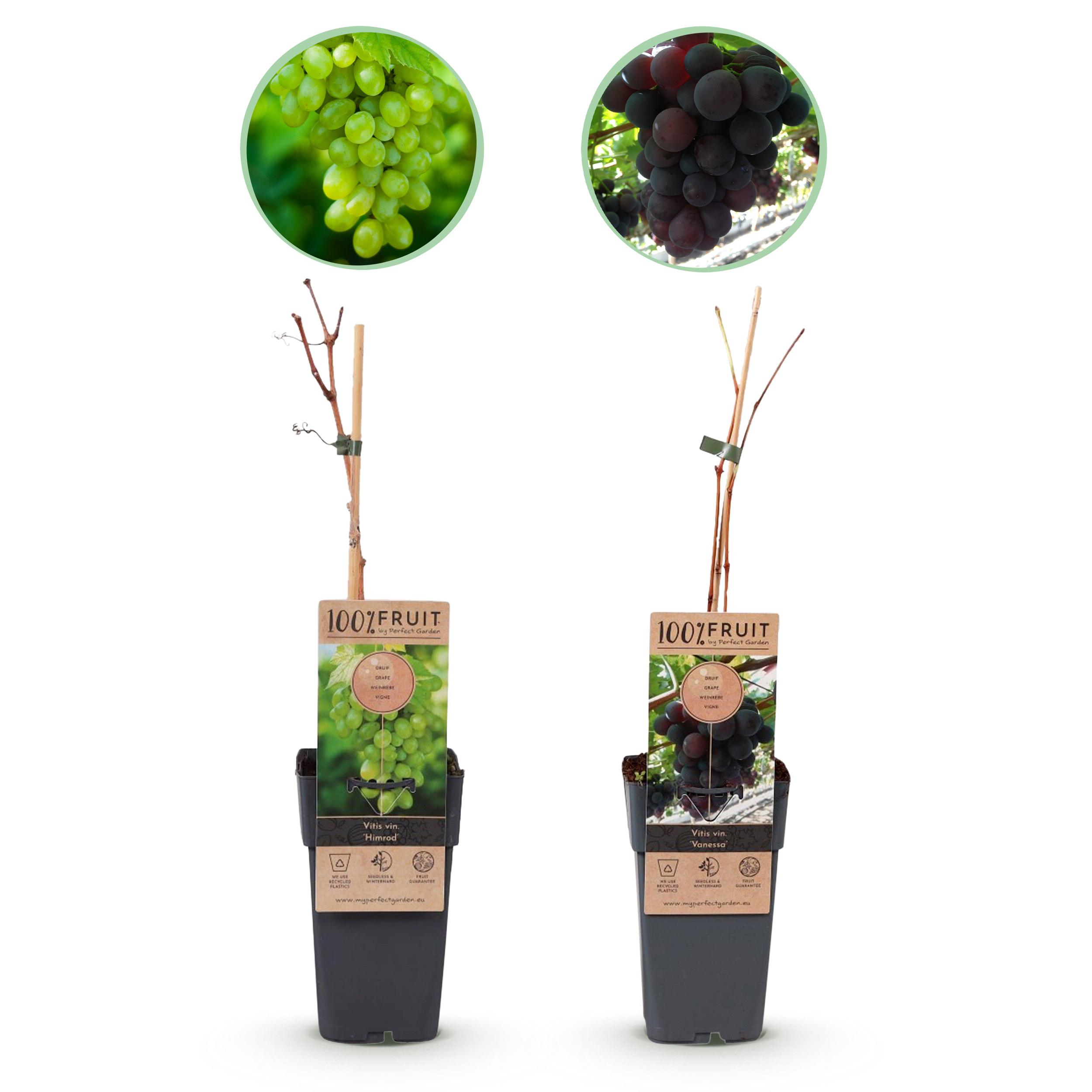 Green boutiQ en pot. Plante verte type Green boutiQ, livrée en pot, idéale pour intérieur lumineux.