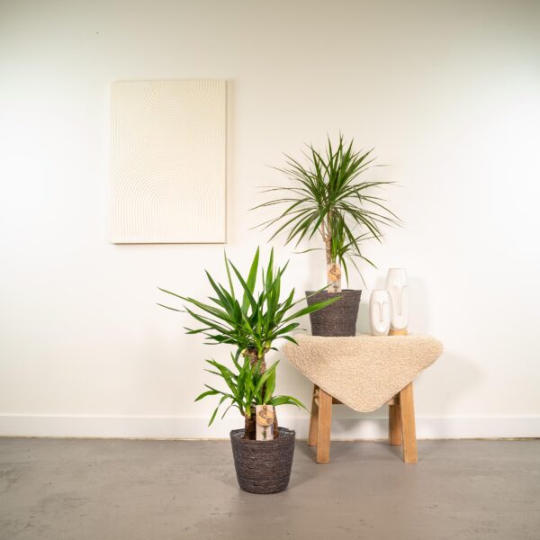 Dracaena ?70cm en pot Ø17cm. Plante verte type Dracaena ?70cm, livrée en pot, idéale pour intérieur lumineux. – Image 2