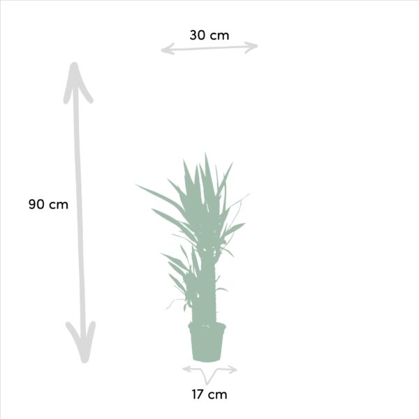 Dracaena ?70cm en pot Ø17cm. Plante verte type Dracaena ?70cm, livrée en pot, idéale pour intérieur lumineux. – Image 4
