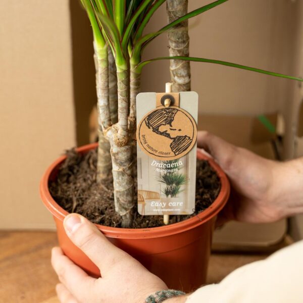 Dracaena ?70cm en pot Ø17cm. Plante verte type Dracaena ?70cm, livrée en pot, idéale pour intérieur lumineux. – Image 7