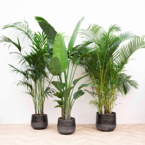 Voordeelpakket XXL en pot. Plante verte type Voordeelpakket XXL, livrée en pot, idéale pour intérieur lumineux.