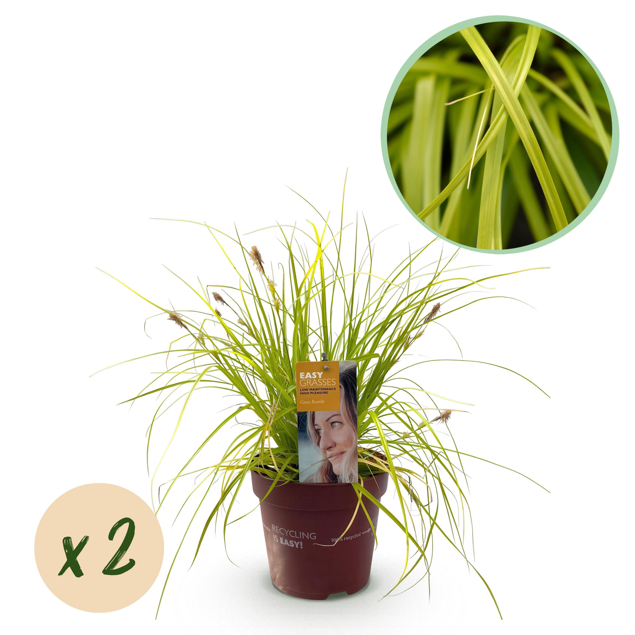 Green boutiQ en pot. Plante verte type Green boutiQ, livrée en pot, idéale pour intérieur lumineux.
