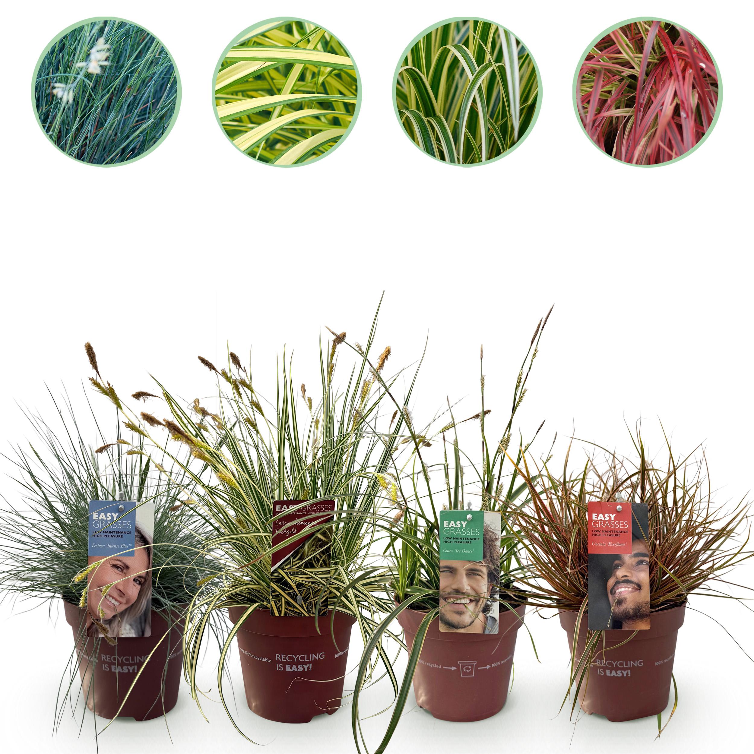 Green boutiQ en pot. Plante verte type Green boutiQ, livrée en pot, idéale pour intérieur lumineux.