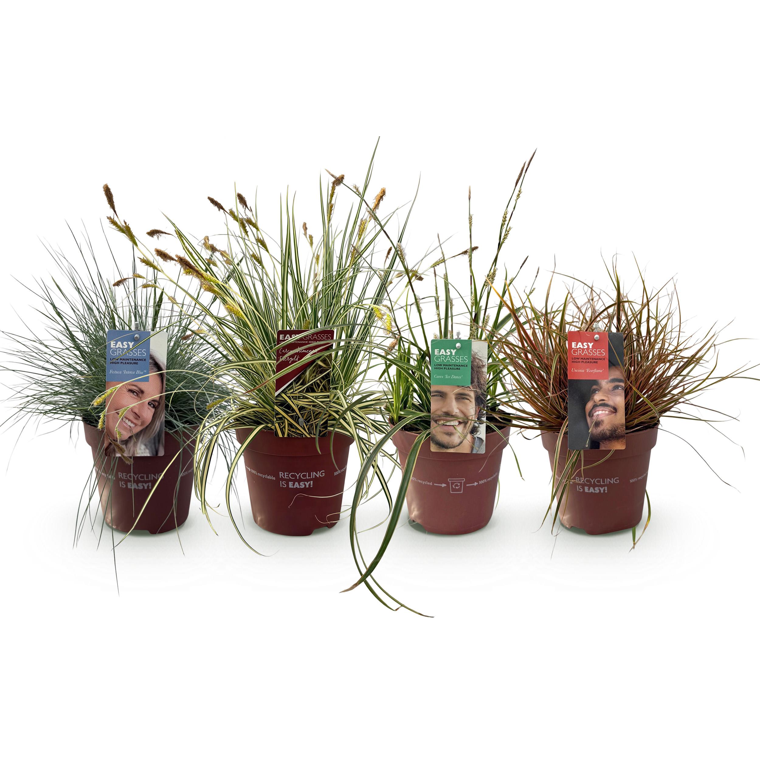 Green boutiQ en pot. Plante verte type Green boutiQ, livrée en pot, idéale pour intérieur lumineux. – Image 2
