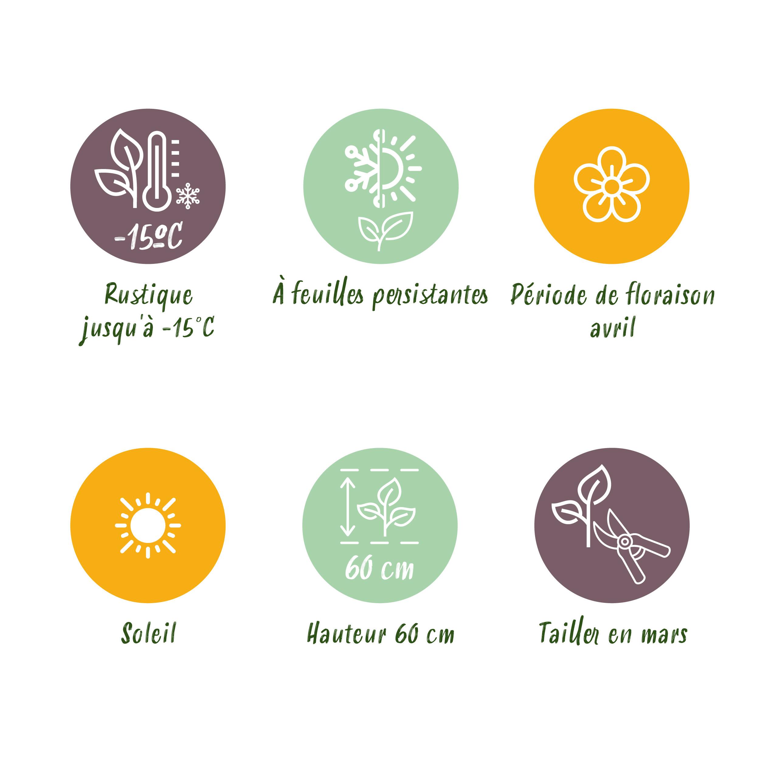 Green boutiQ en pot. Plante verte type Green boutiQ, livrée en pot, idéale pour intérieur lumineux. – Image 8