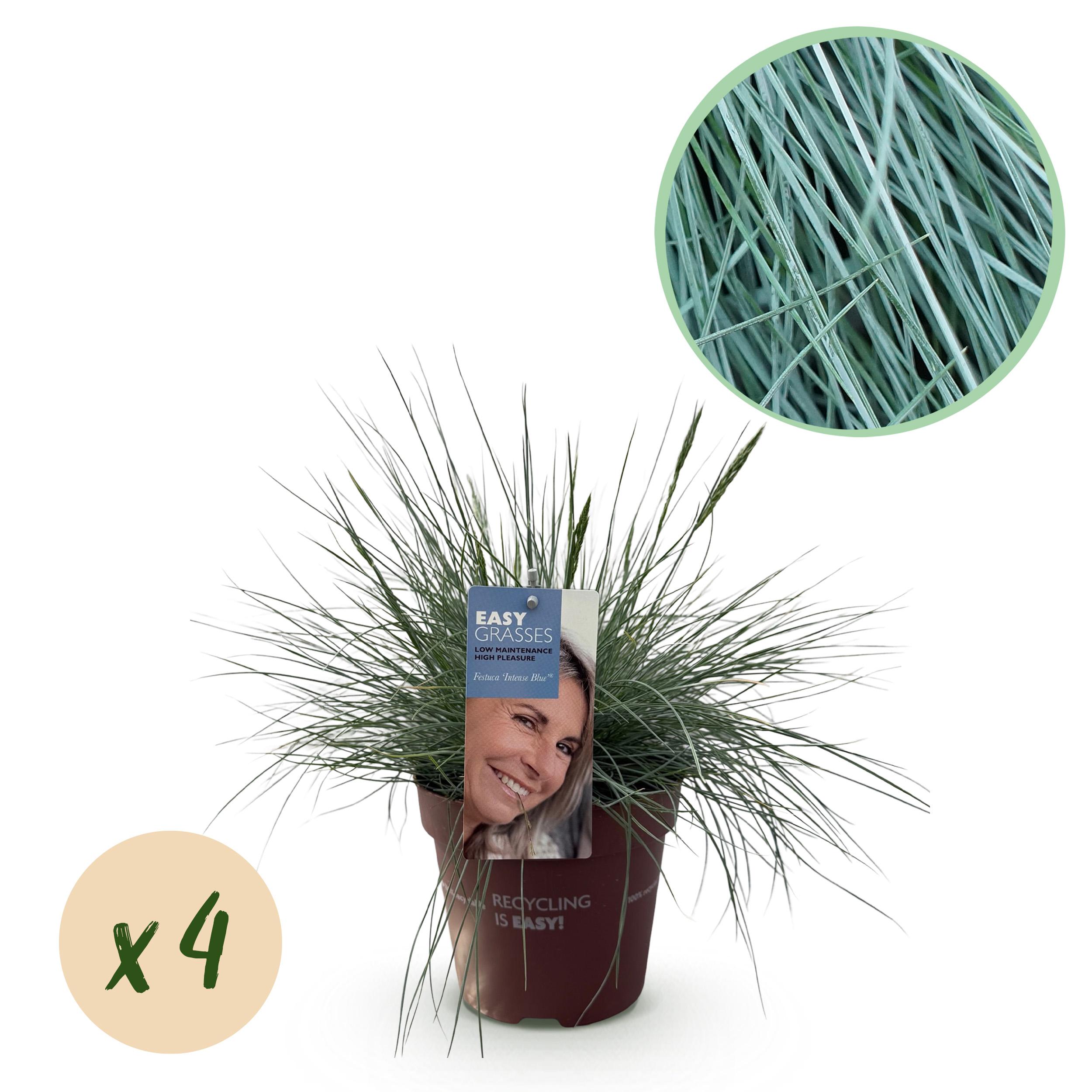 Green boutiQ en pot. Plante verte type Green boutiQ, livrée en pot, idéale pour intérieur lumineux.