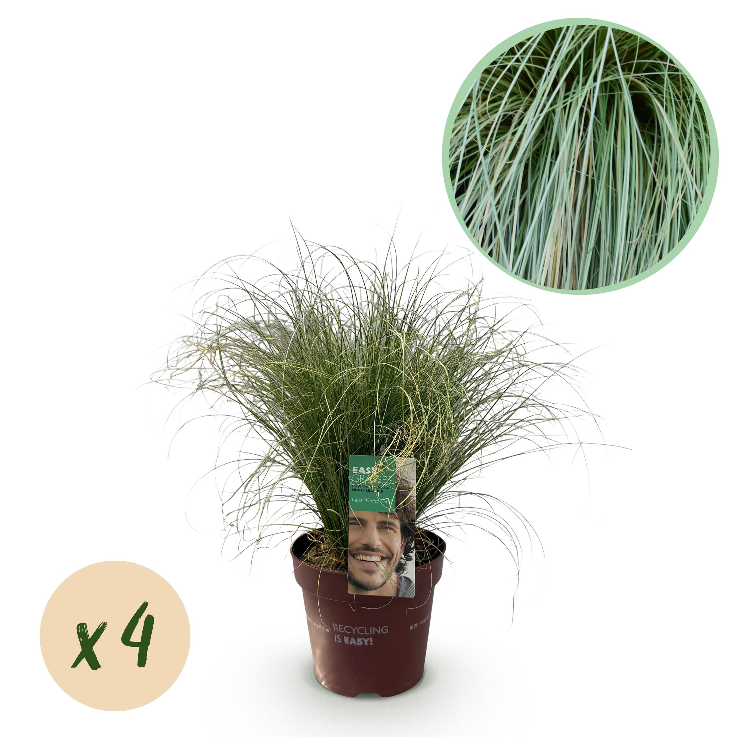 Green boutiQ en pot. Plante verte type Green boutiQ, livrée en pot, idéale pour intérieur lumineux.