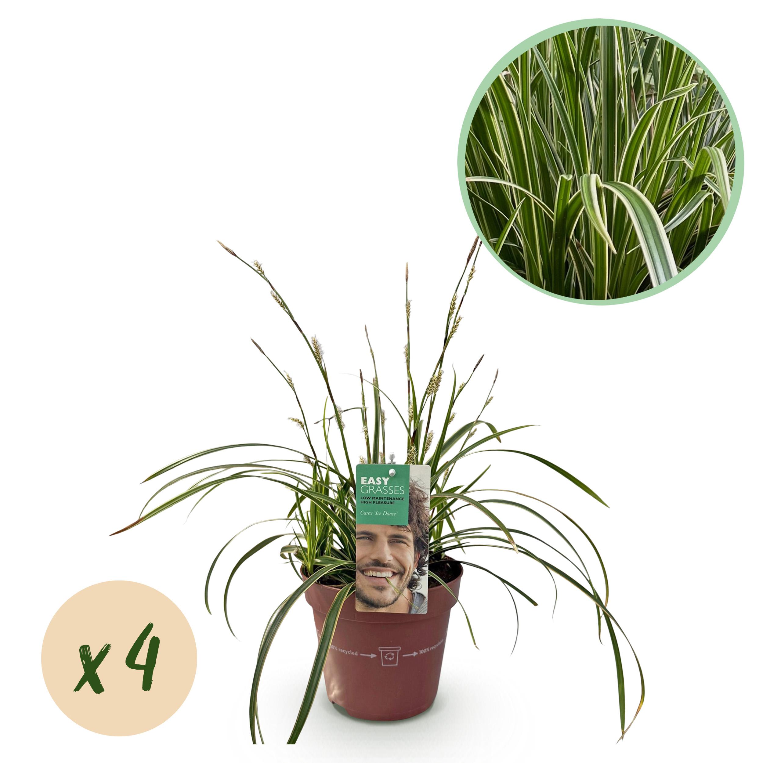 Green boutiQ en pot. Plante verte type Green boutiQ, livrée en pot, idéale pour intérieur lumineux.
