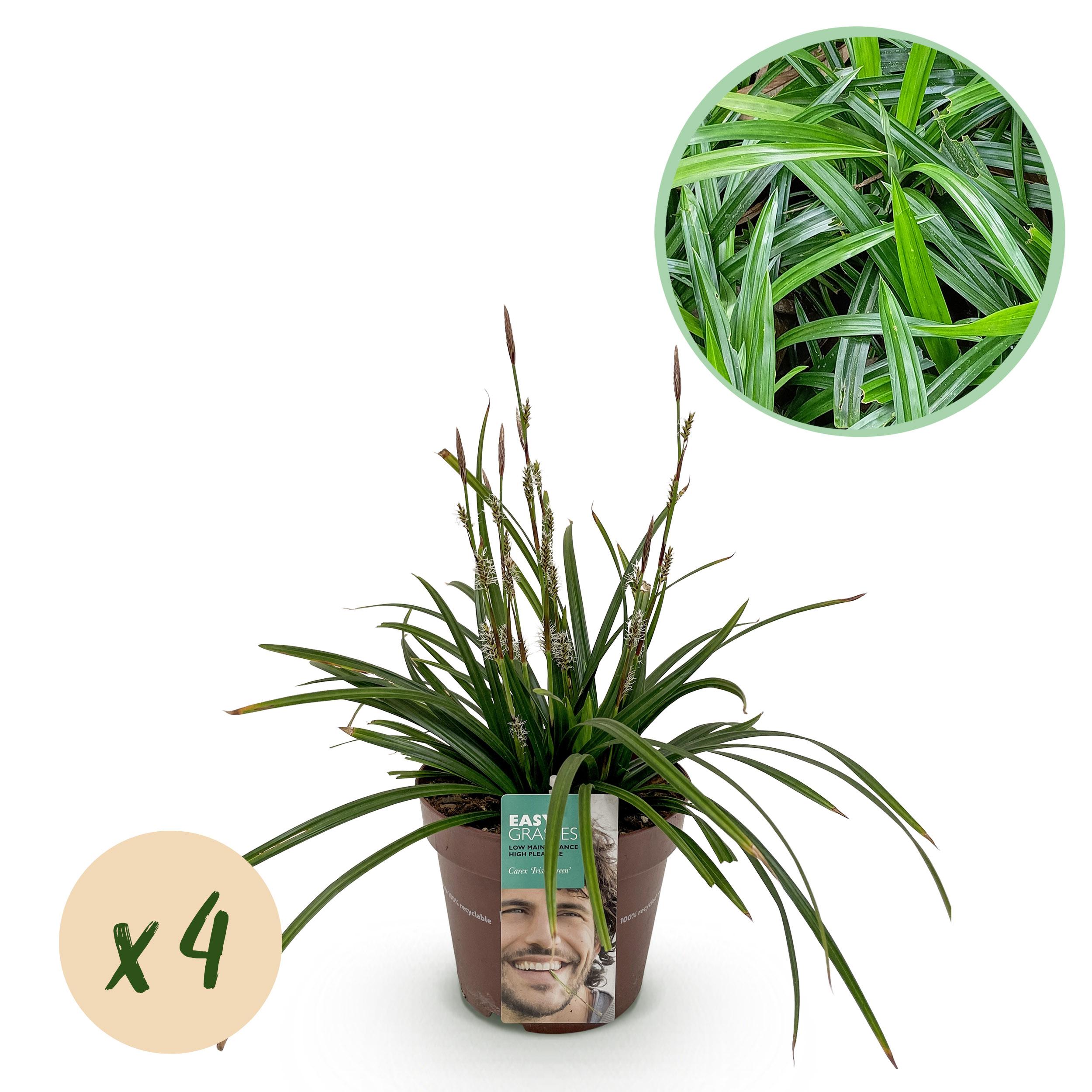 Green boutiQ en pot. Plante verte type Green boutiQ, livrée en pot, idéale pour intérieur lumineux.
