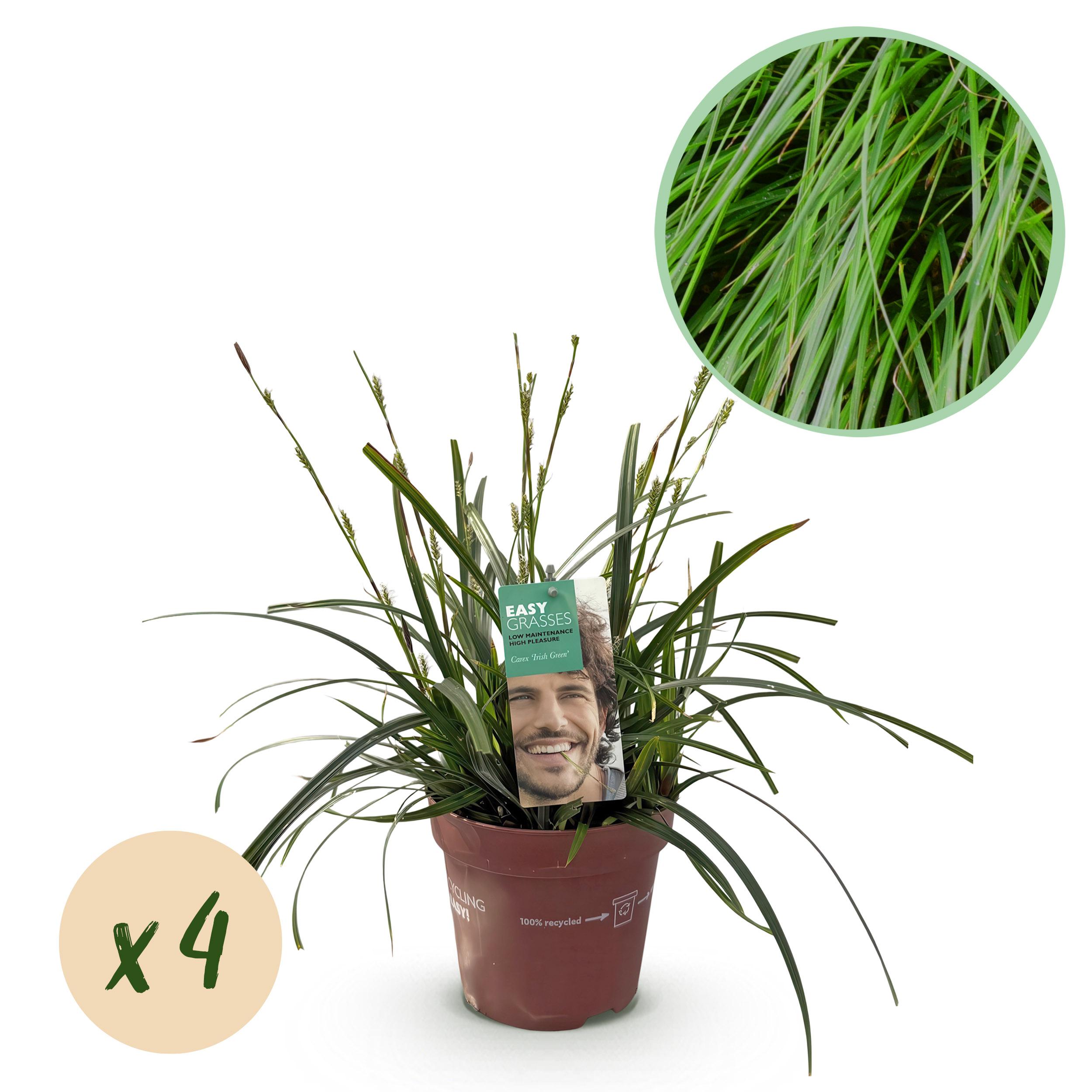 Green boutiQ en pot. Plante verte type Green boutiQ, livrée en pot, idéale pour intérieur lumineux.