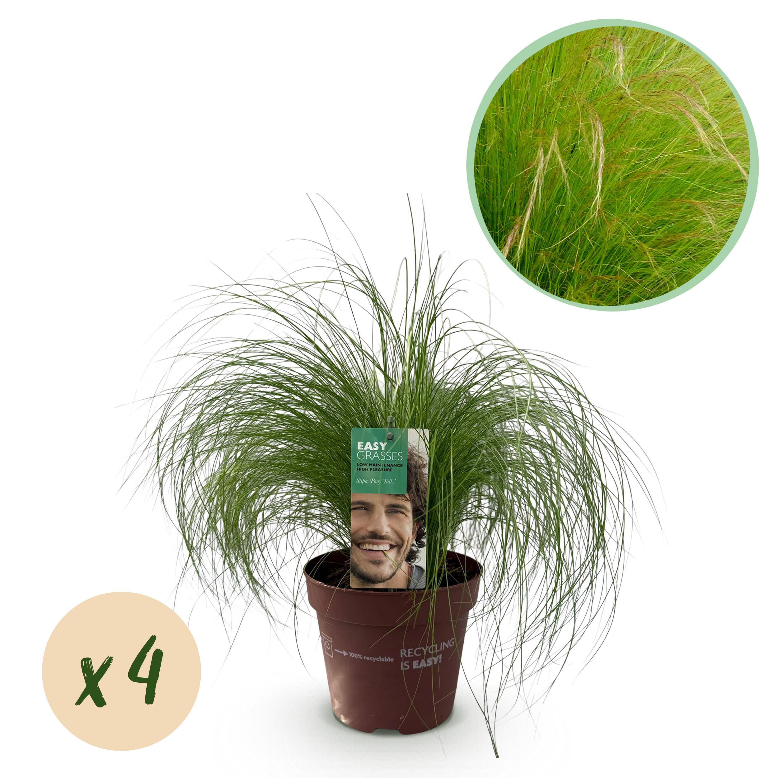 Green boutiQ en pot. Plante verte type Green boutiQ, livrée en pot, idéale pour intérieur lumineux.