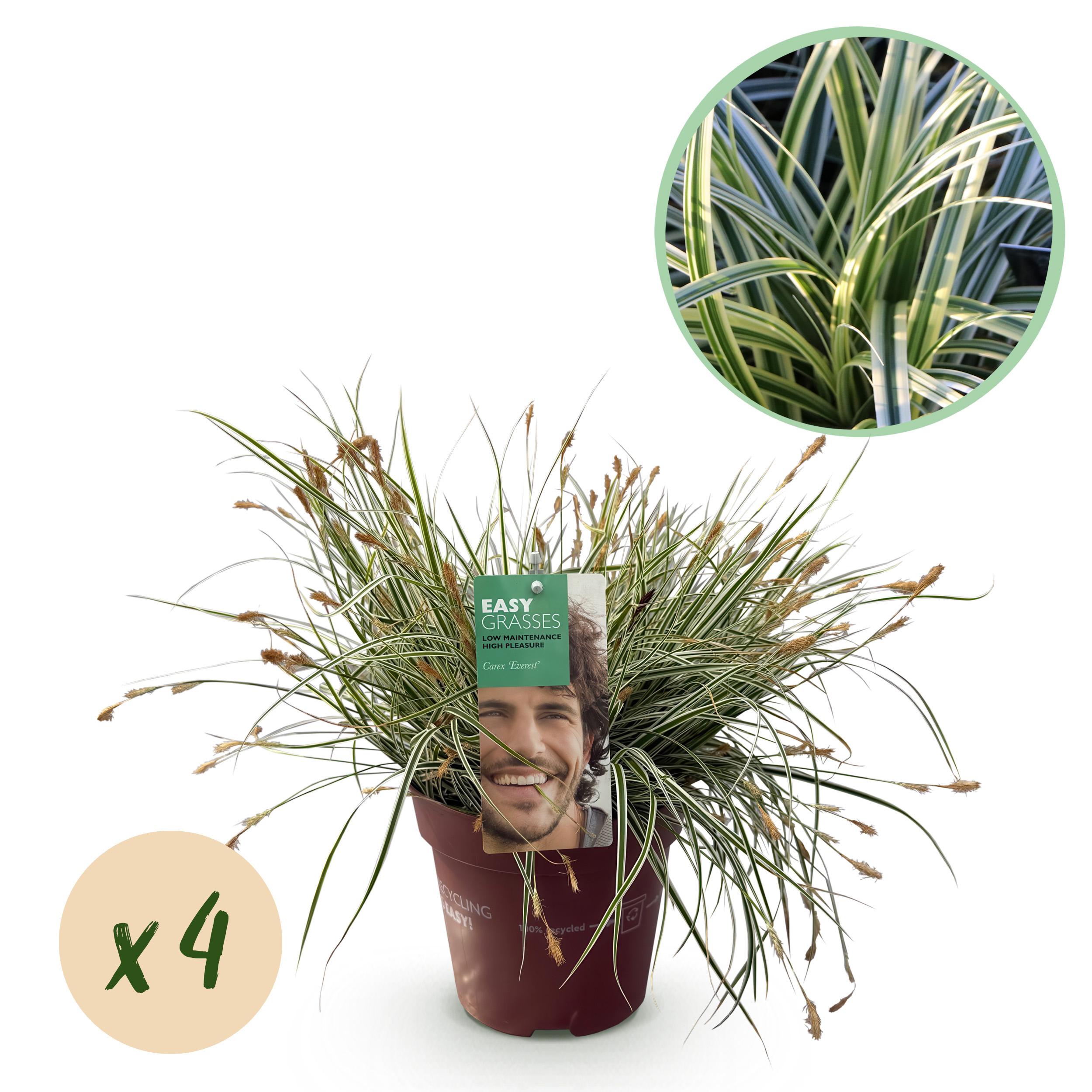 Green boutiQ en pot. Plante verte type Green boutiQ, livrée en pot, idéale pour intérieur lumineux.