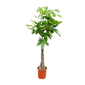 Pachira Aquatica en pot Ø27cm. Plante verte type Pachira Aquatica, livrée en pot, idéale pour intérieur lumineux.