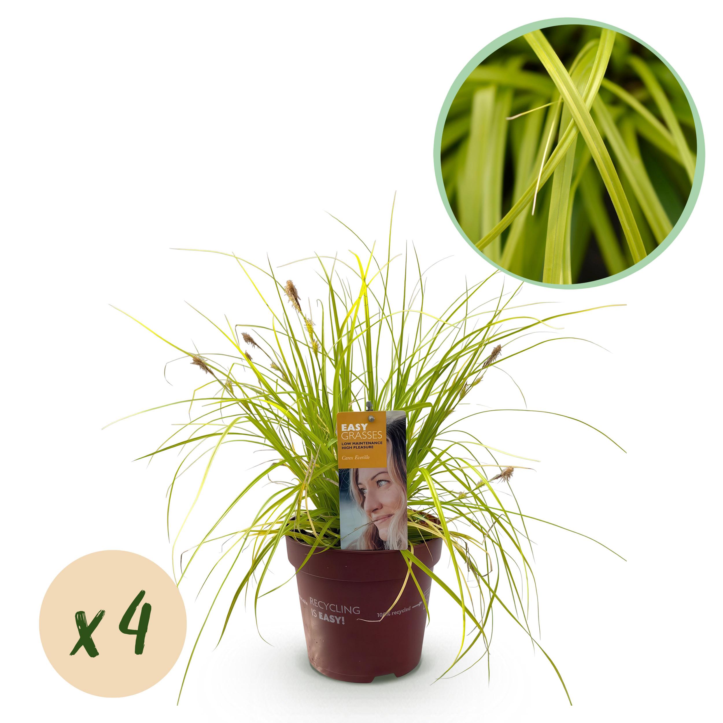 Green boutiQ en pot. Plante verte type Green boutiQ, livrée en pot, idéale pour intérieur lumineux.