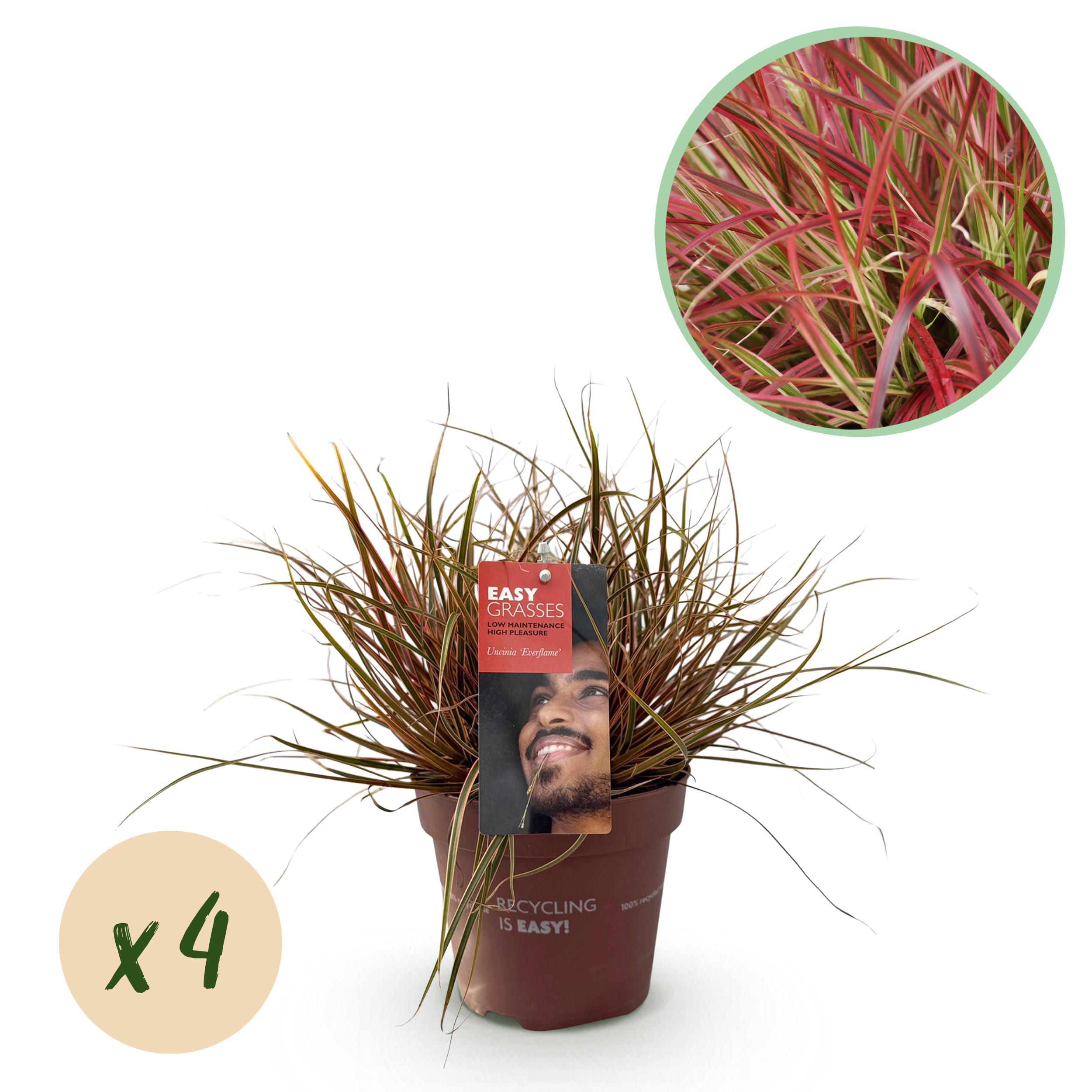 Green boutiQ en pot. Plante verte type Green boutiQ, livrée en pot, idéale pour intérieur lumineux.