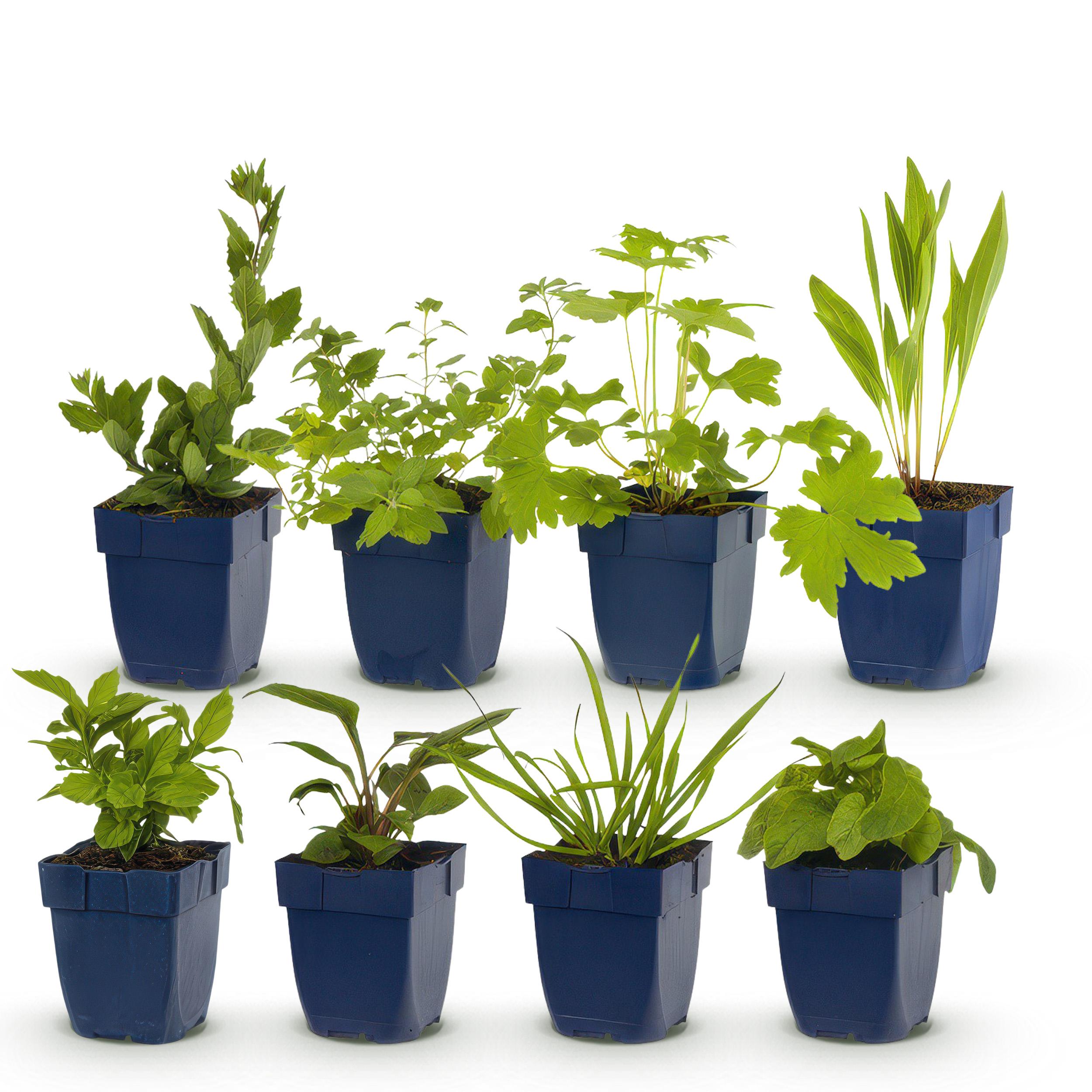 Green boutiQ en pot. Plante verte type Green boutiQ, livrée en pot, idéale pour intérieur lumineux. – Image 2