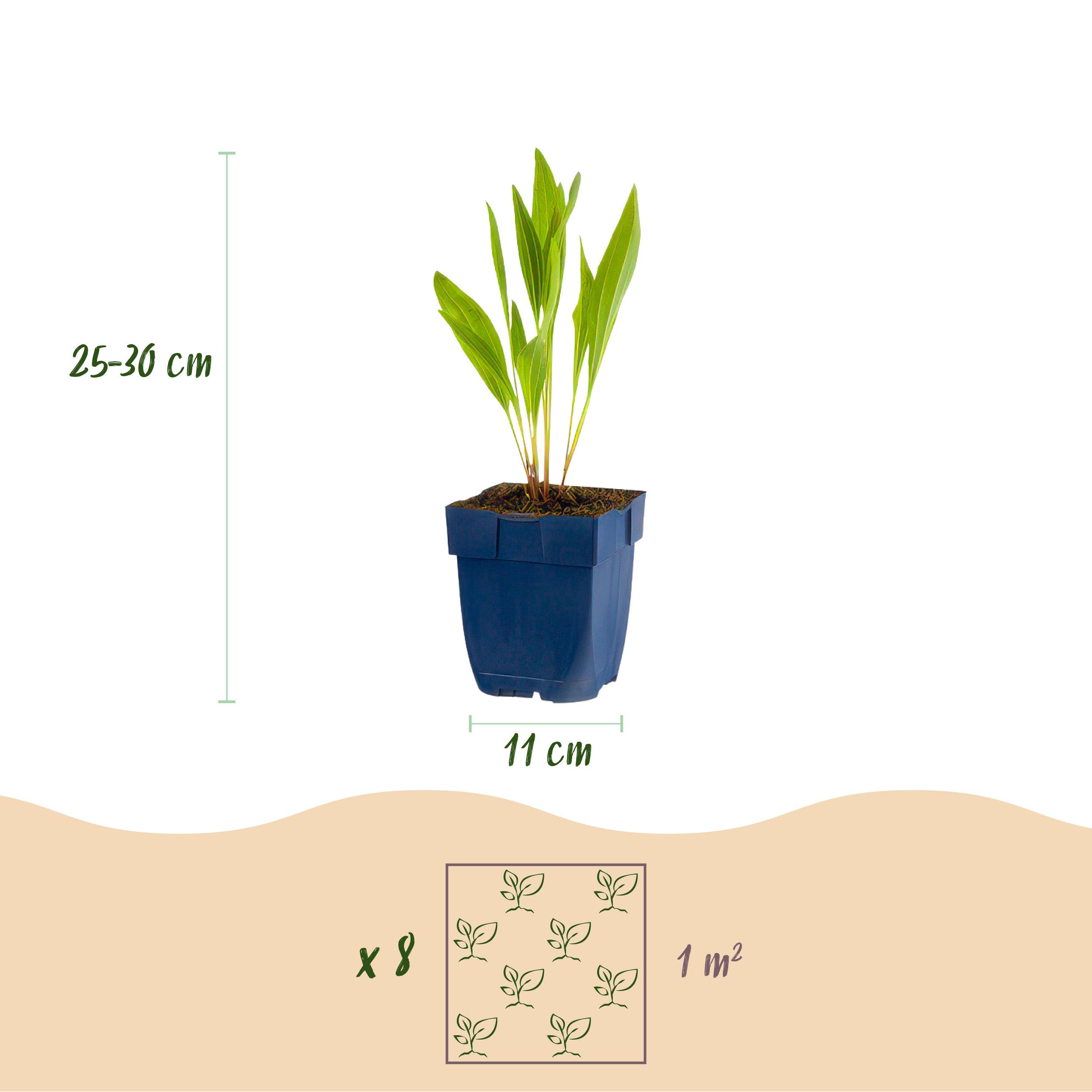 Green boutiQ en pot. Plante verte type Green boutiQ, livrée en pot, idéale pour intérieur lumineux. – Image 3