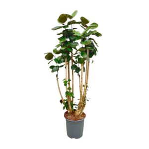 Polysicas Fabian XXL en pot. Plante verte type Polysicas Fabian XXL, livrée en pot, idéale pour intérieur lumineux.
