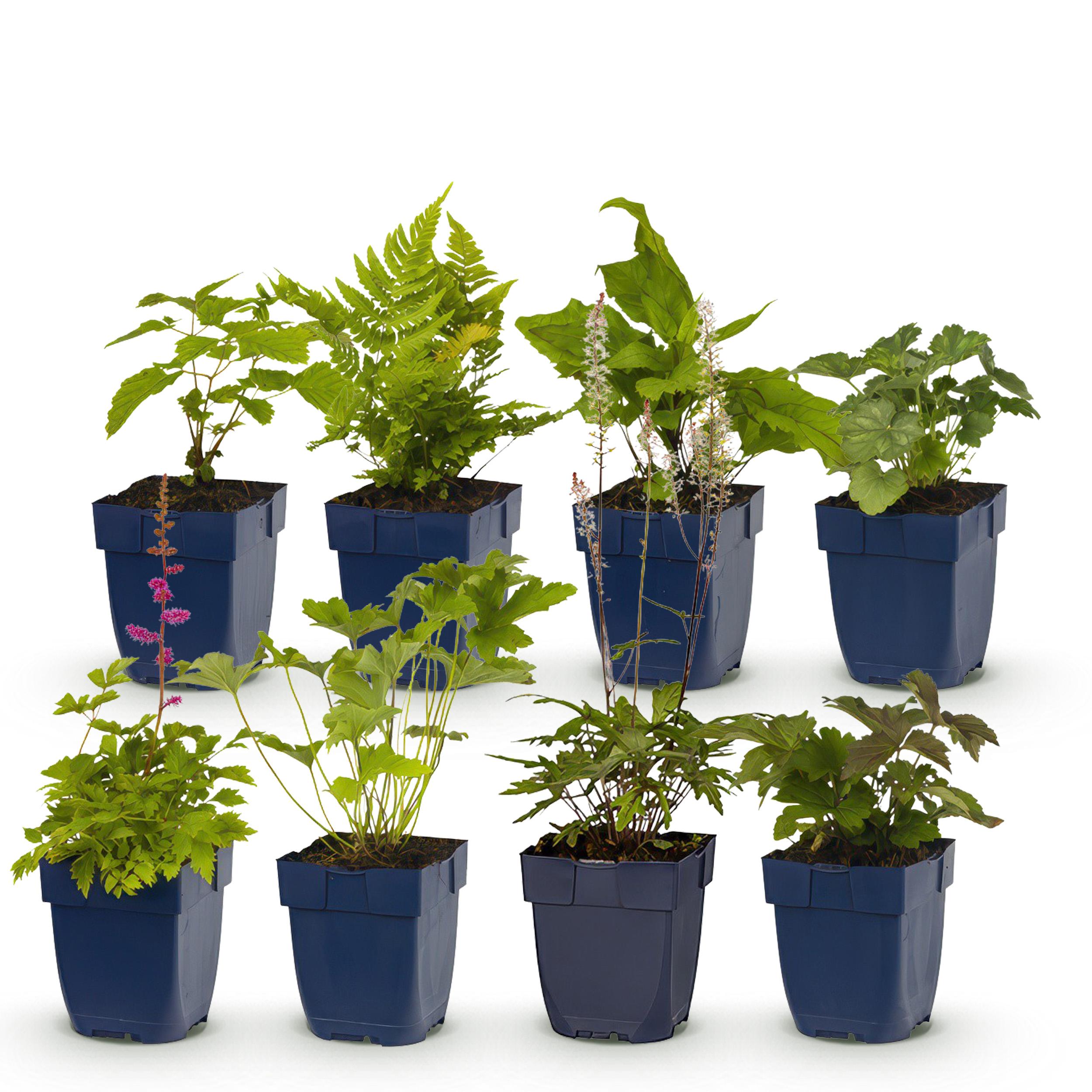 Green boutiQ en pot. Plante verte type Green boutiQ, livrée en pot, idéale pour intérieur lumineux. – Image 2