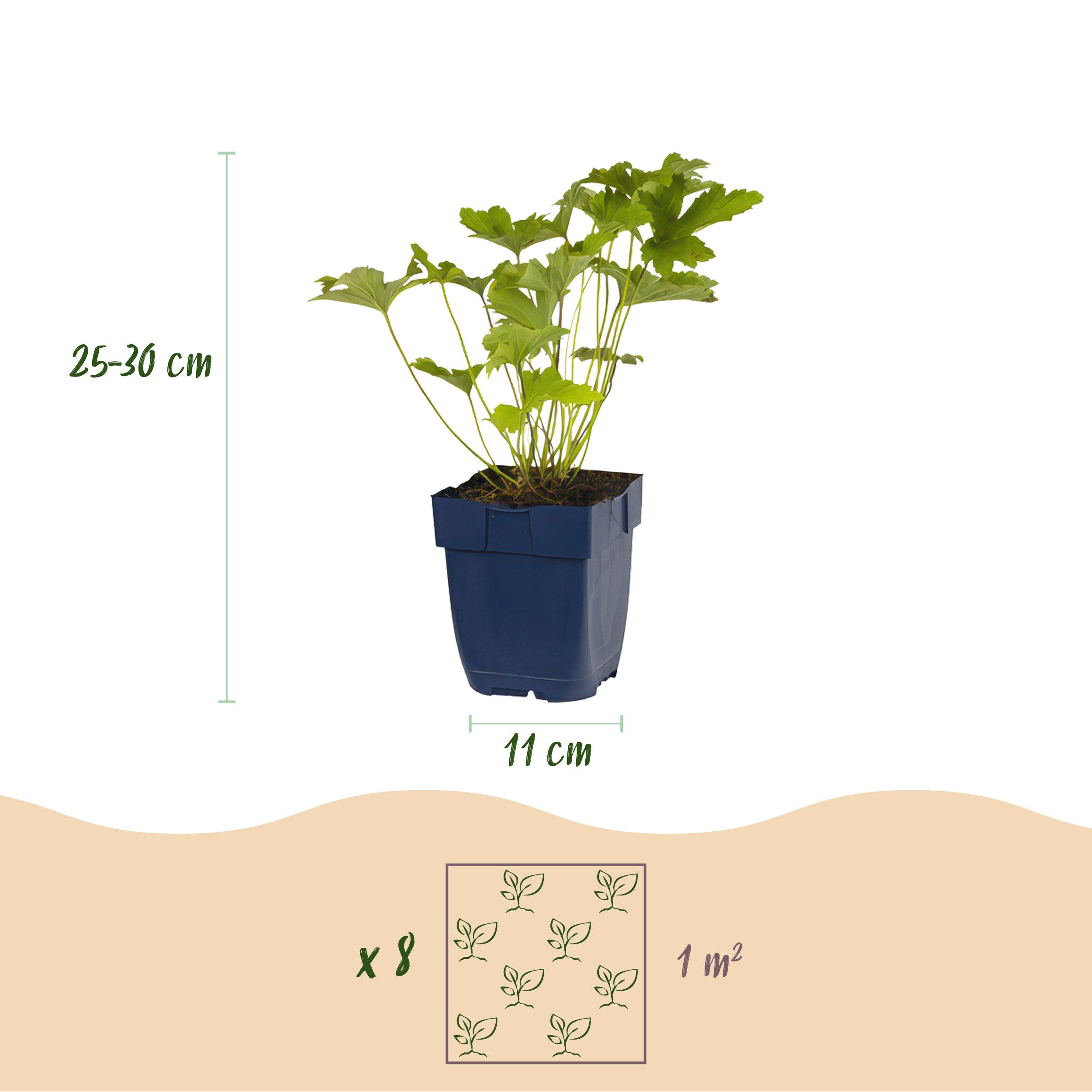Green boutiQ en pot. Plante verte type Green boutiQ, livrée en pot, idéale pour intérieur lumineux. – Image 3