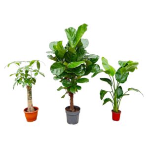 Combi deal en pot. Plante verte type Combi deal, livrée en pot, idéale pour intérieur lumineux.