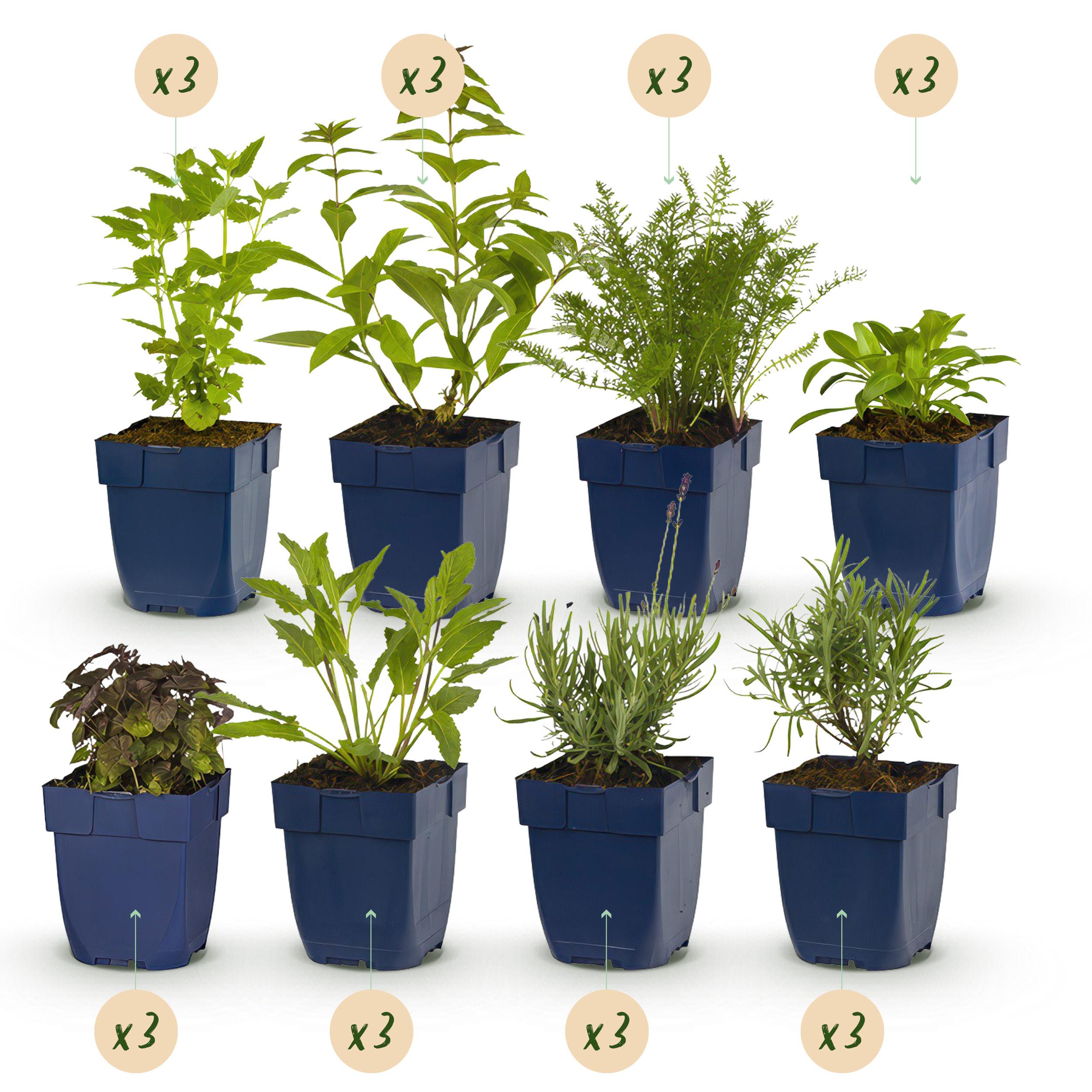 Green boutiQ en pot. Plante verte type Green boutiQ, livrée en pot, idéale pour intérieur lumineux. – Image 2