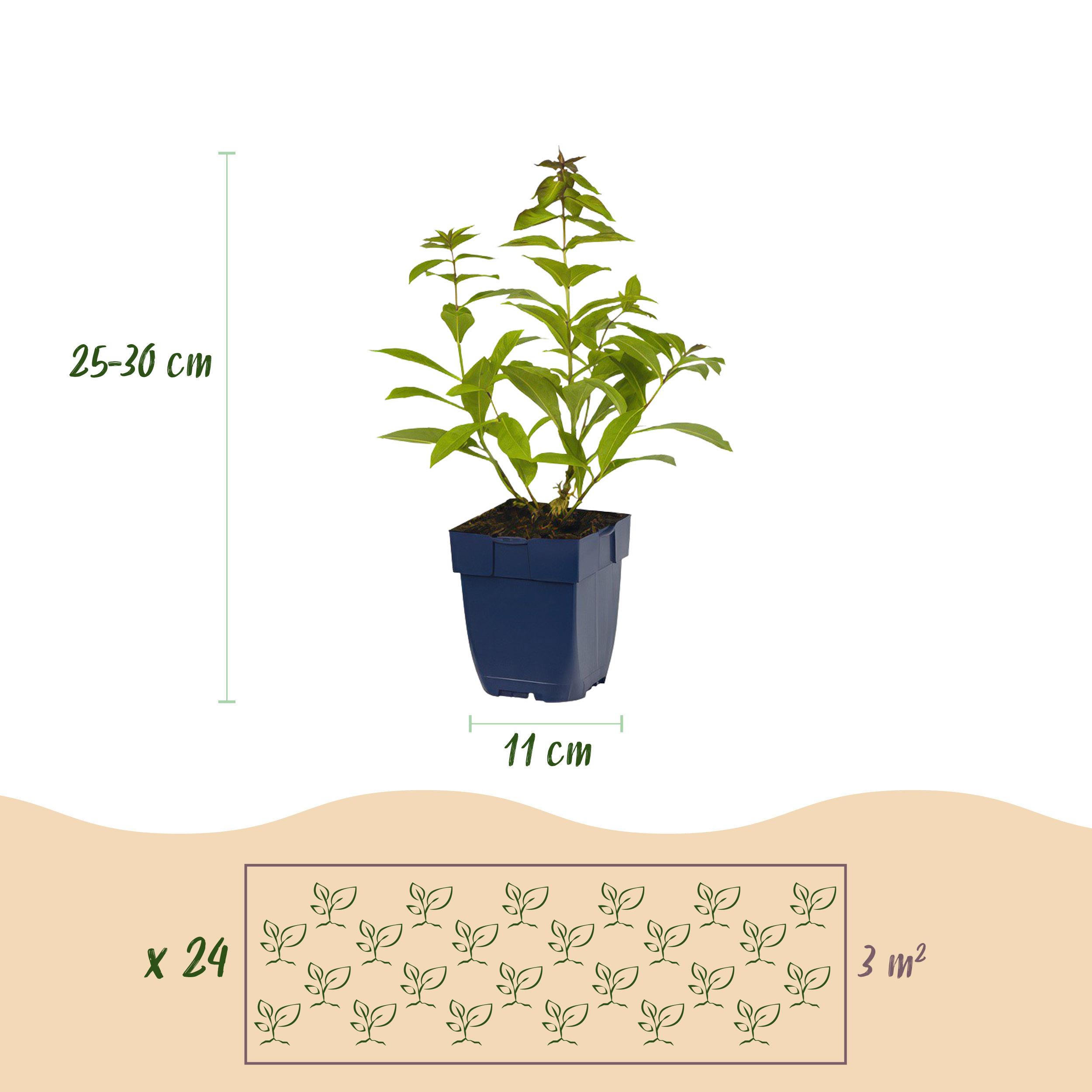 Green boutiQ en pot. Plante verte type Green boutiQ, livrée en pot, idéale pour intérieur lumineux. – Image 3