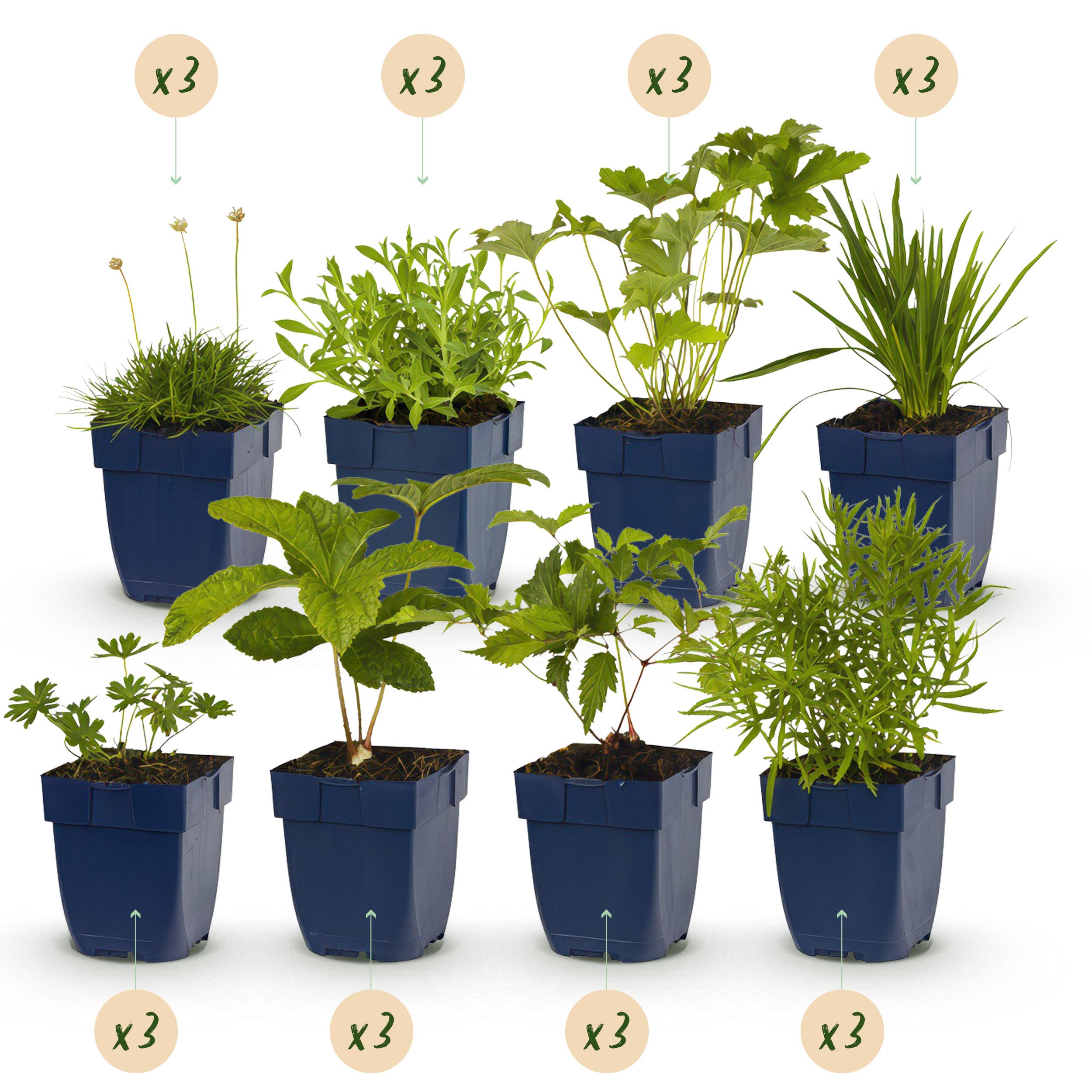 Green boutiQ en pot. Plante verte type Green boutiQ, livrée en pot, idéale pour intérieur lumineux. – Image 2
