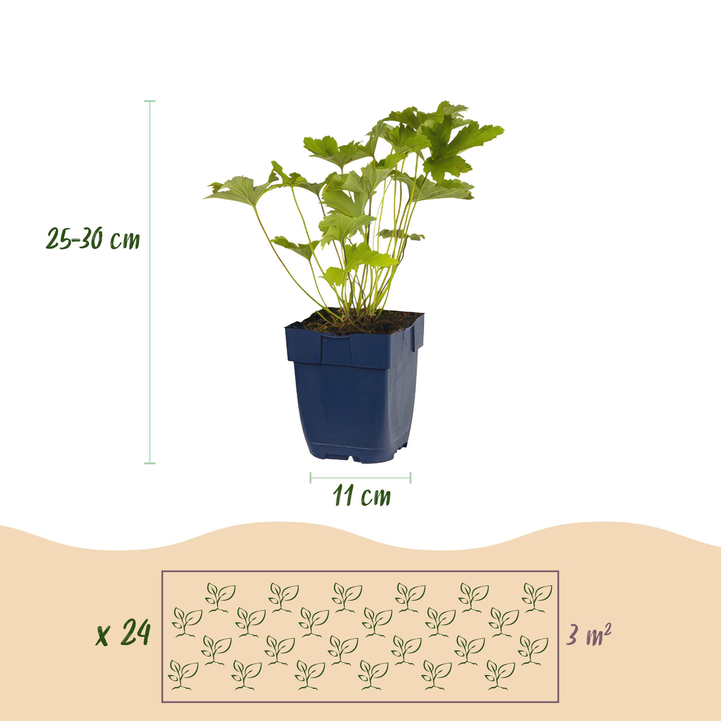 Green boutiQ en pot. Plante verte type Green boutiQ, livrée en pot, idéale pour intérieur lumineux. – Image 3