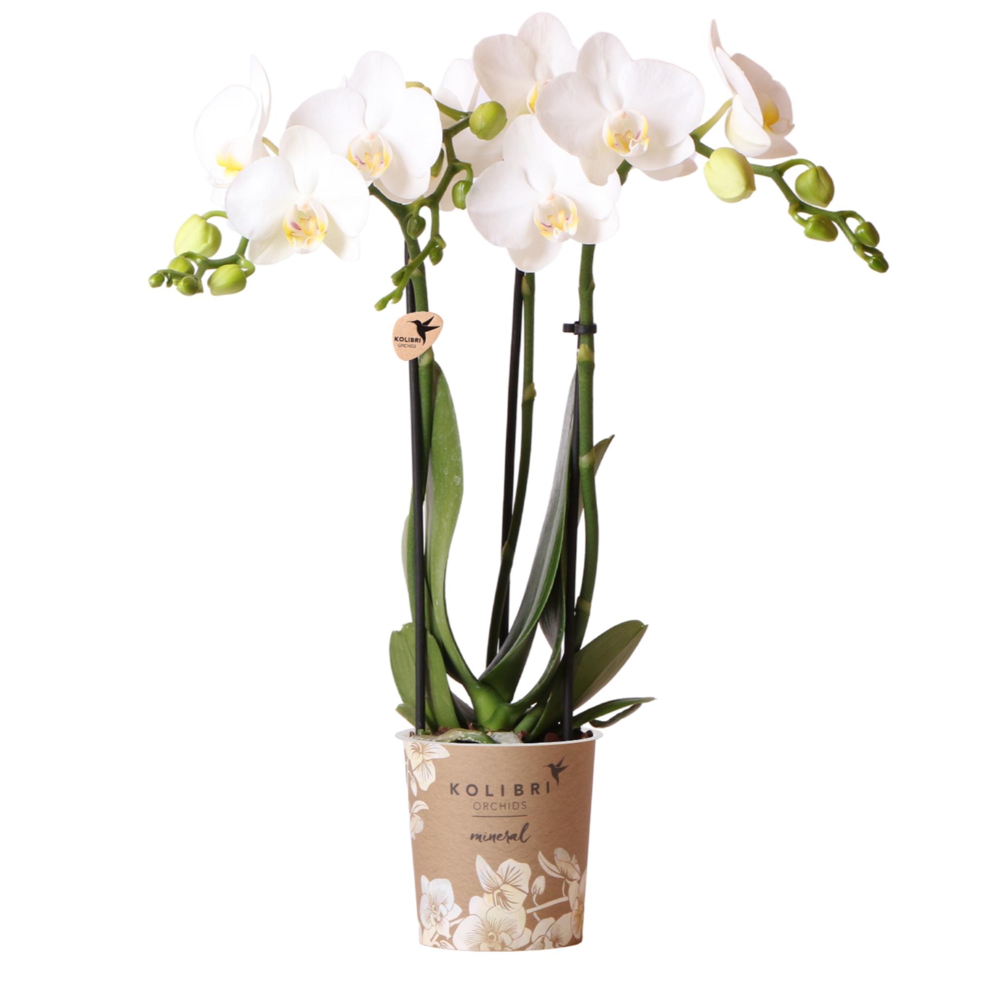 Kolibri Orchids | witte Phalaenopsis orchidee en pot Ø9cm. Plante verte type Kolibri Orchids | witte Phalaenopsis orchidee, livrée en pot, idéale pour intérieur lumineux.