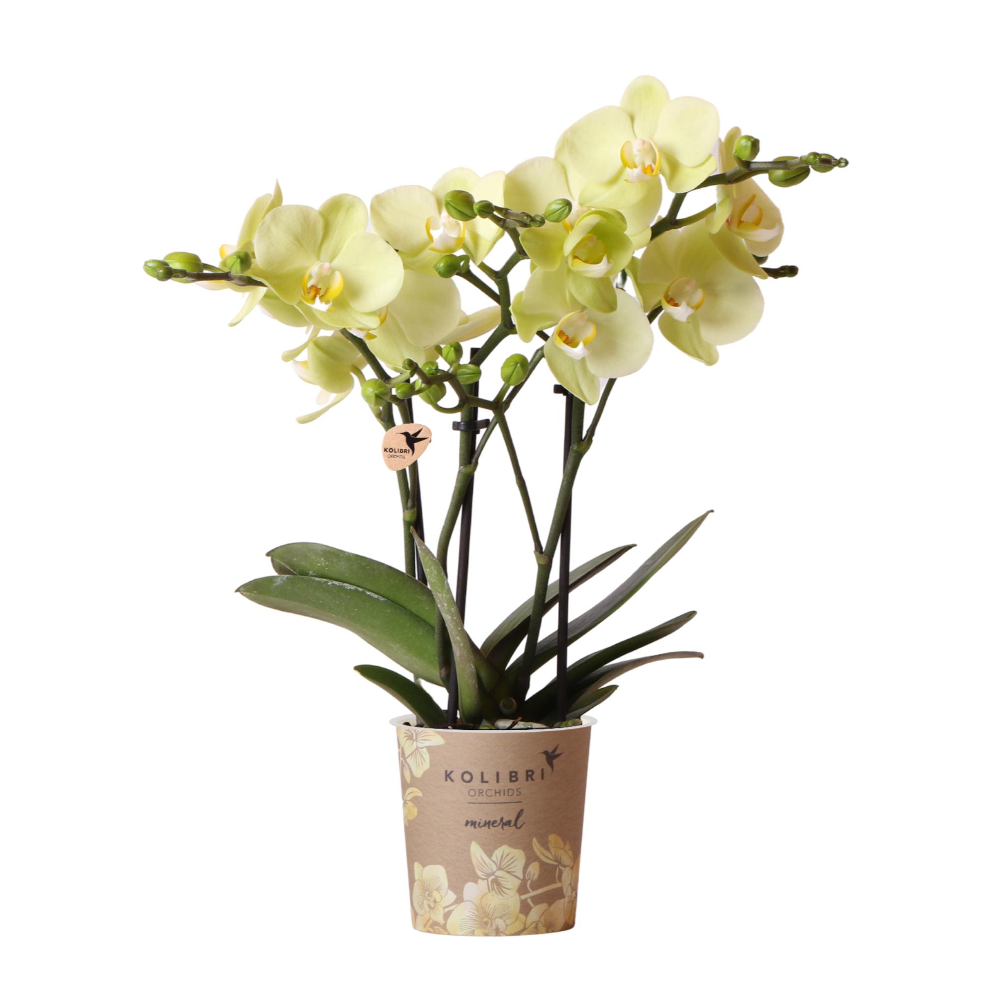 Kolibri Orchids | gele Phalaenopsis orchidee en pot Ø9cm. Plante verte type Kolibri Orchids | gele Phalaenopsis orchidee, livrée en pot, idéale pour intérieur lumineux.