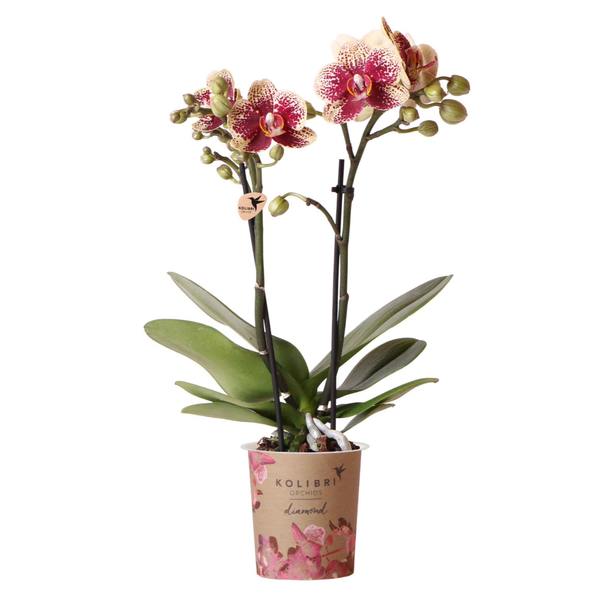 Kolibri Orchids | Geel rode phalaenopsis orchidee en pot Ø9cm. Plante verte type Kolibri Orchids | Geel rode phalaenopsis orchidee, livrée en pot, idéale pour intérieur lumineux.