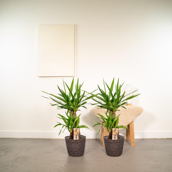 2x Yucca en pot Ø17cm. Plante verte type 2x Yucca, livrée en pot, idéale pour intérieur lumineux. – Image 2