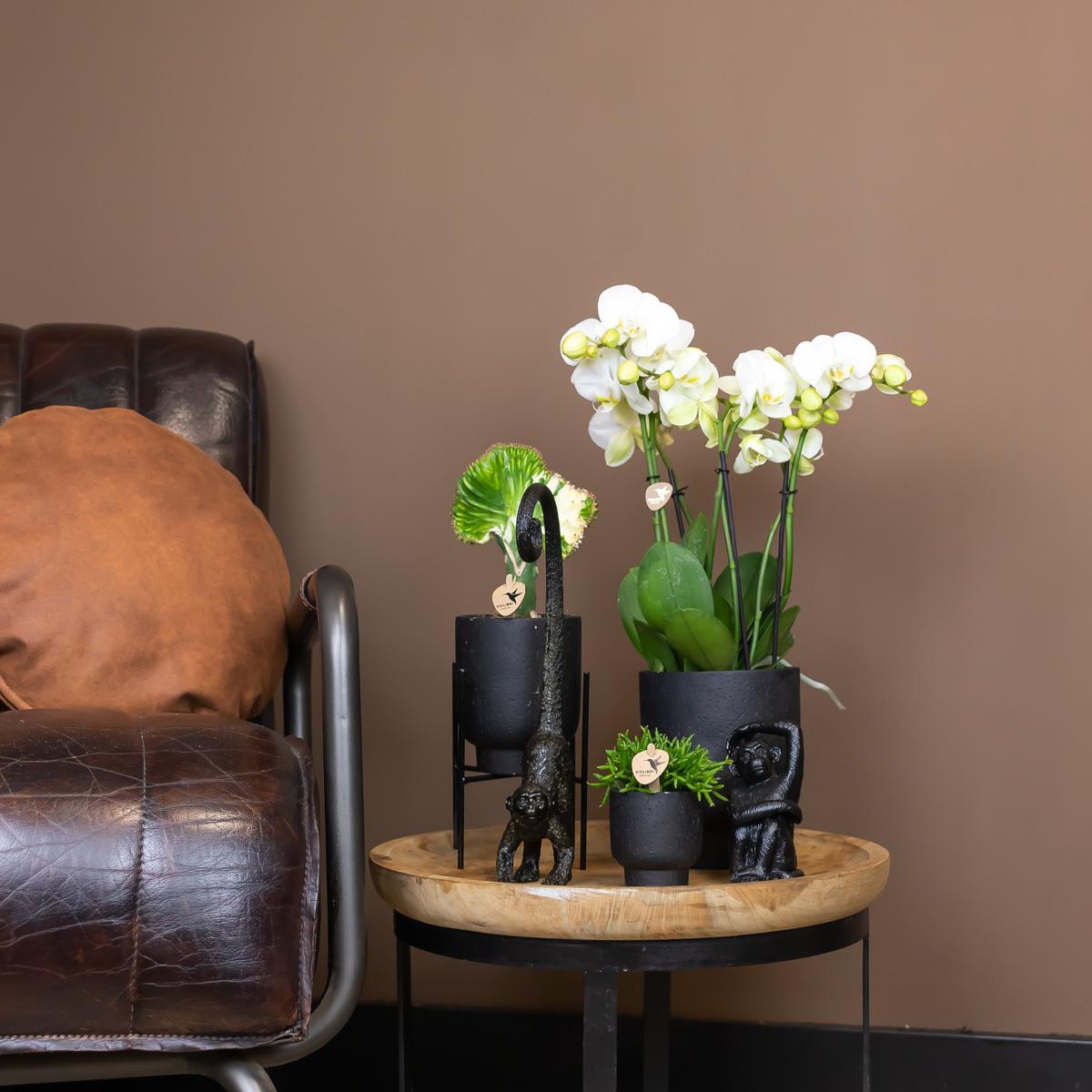 Kolibri Home | Plantenstandaard en pot Ø12cm. Plante verte type Kolibri Home | Plantenstandaard, livrée en pot, idéale pour intérieur lumineux. – Image 2